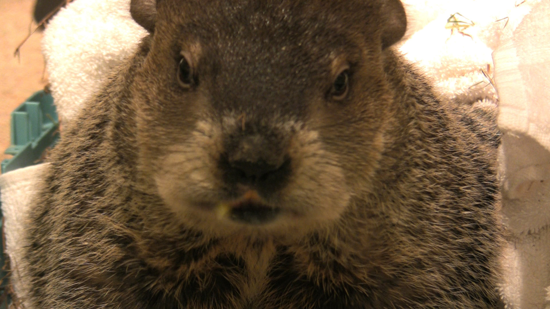1920x1080 Groundhog Day 2011: Will Staten Island Chuck see his shadow? | SILive.com
