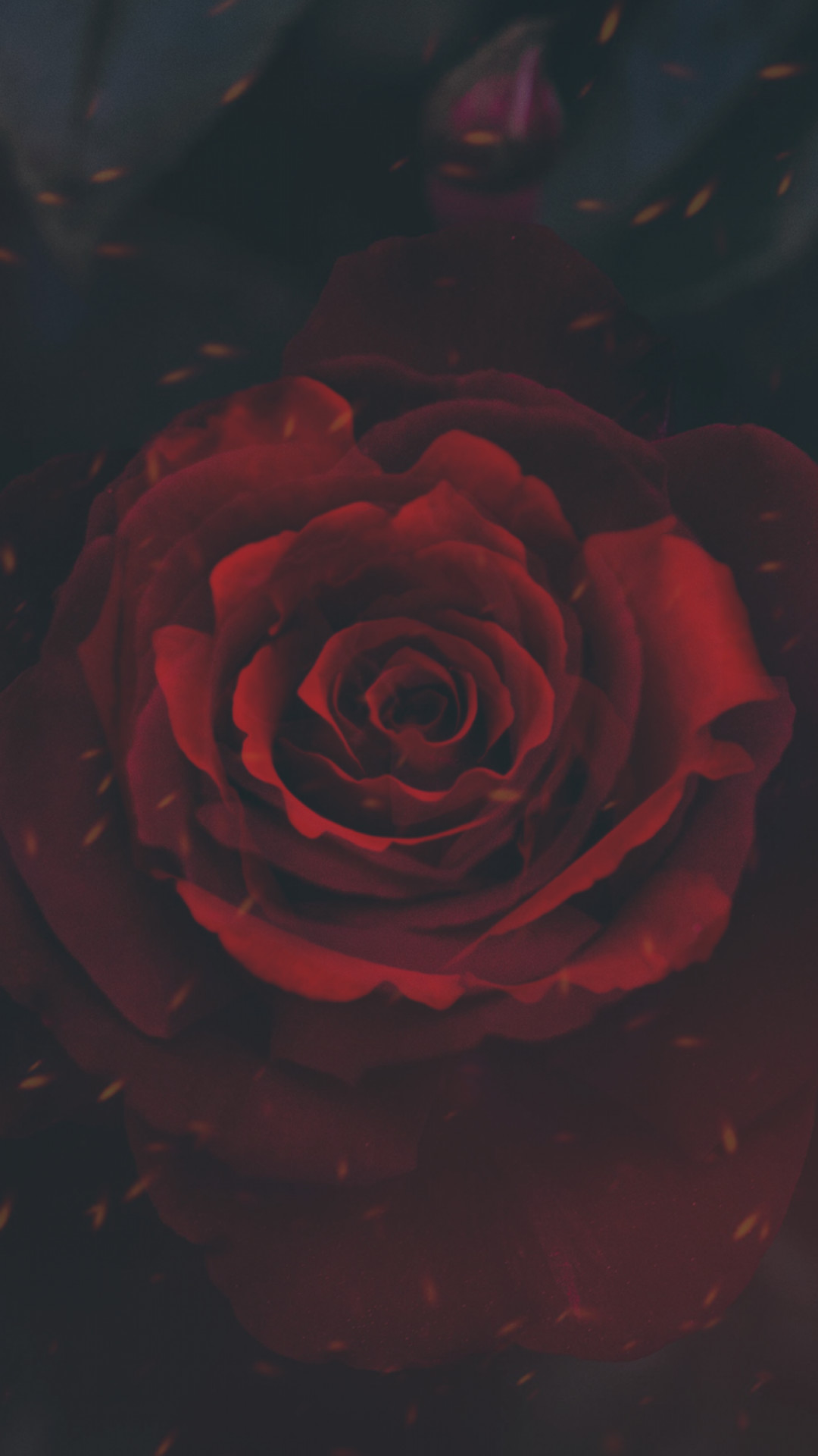 Download Aesthetic Red Roses Iphone Wallpaper | Wallpapers.com