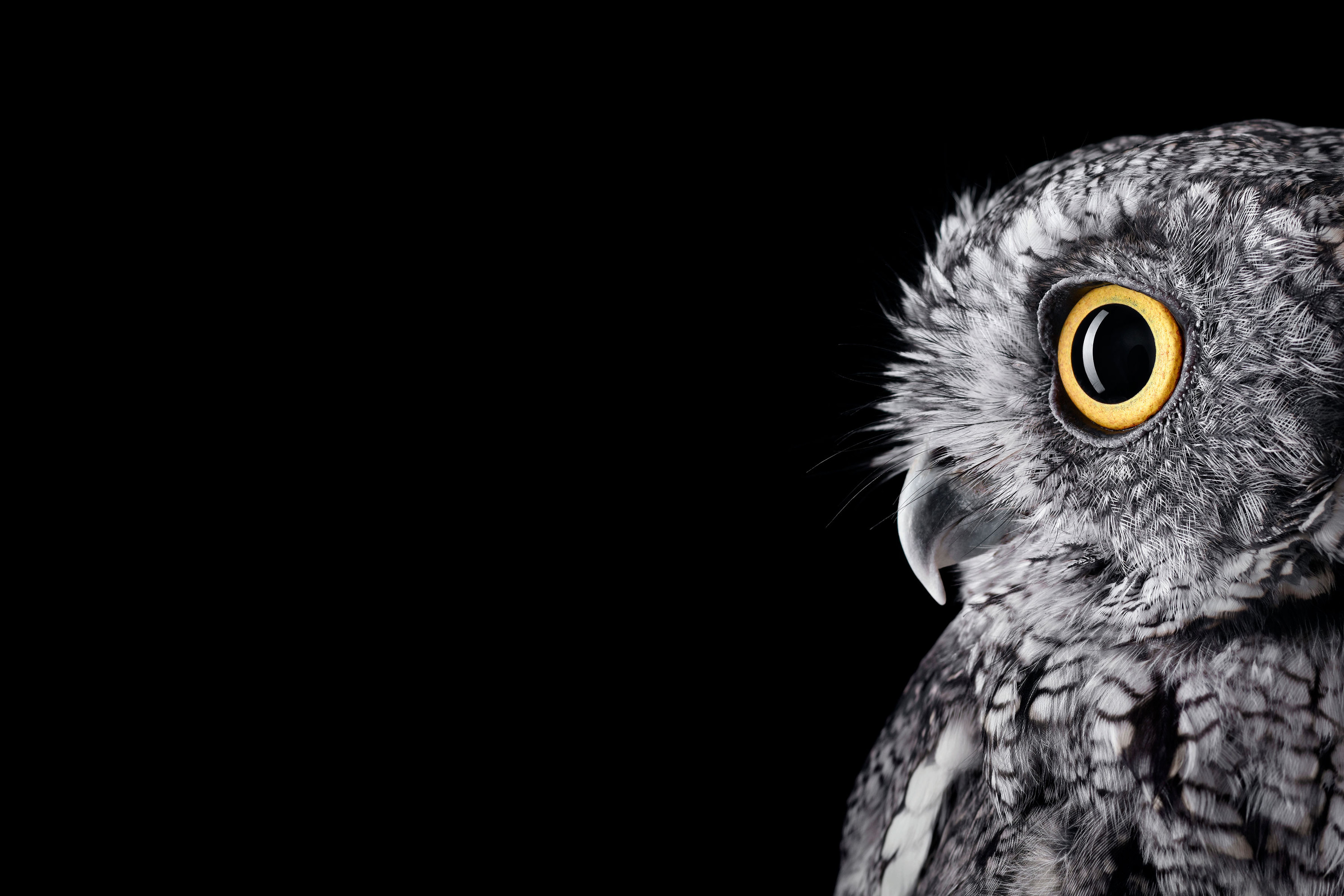 3000x2000 [Studio]I formatted the Surface Studio Owl wallpaper for your Surface  ( PNG) ...