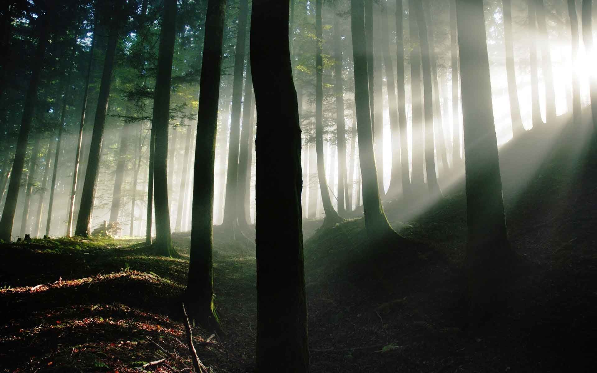 1920x1200 Trees Sunlight Forests Landscapes Sunbeams Good Nature Wallpapers For PC