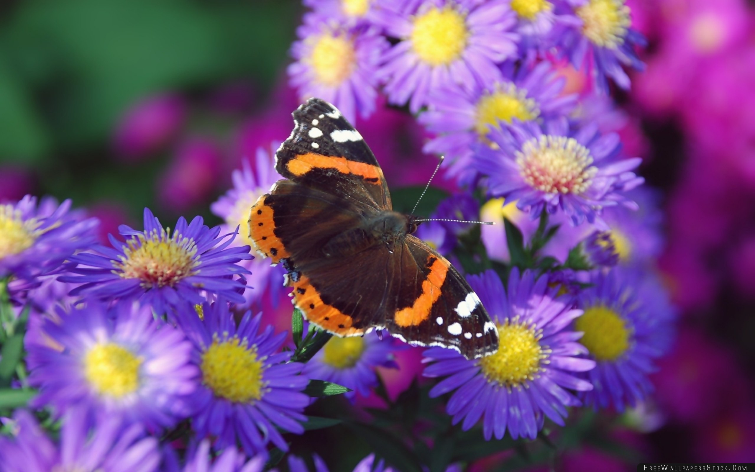 2560x1600 Download Free Wallpaper Butterfly Flower Bright Colorful