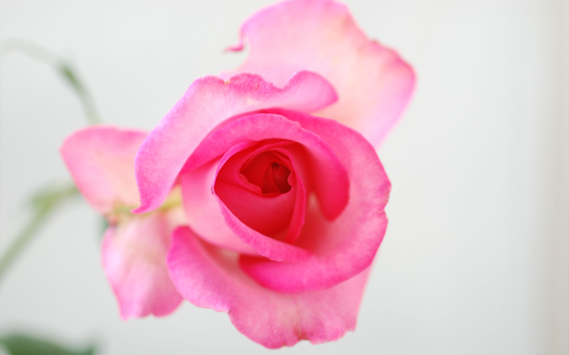 1920x1200 rose flower wallpapers and stock photos