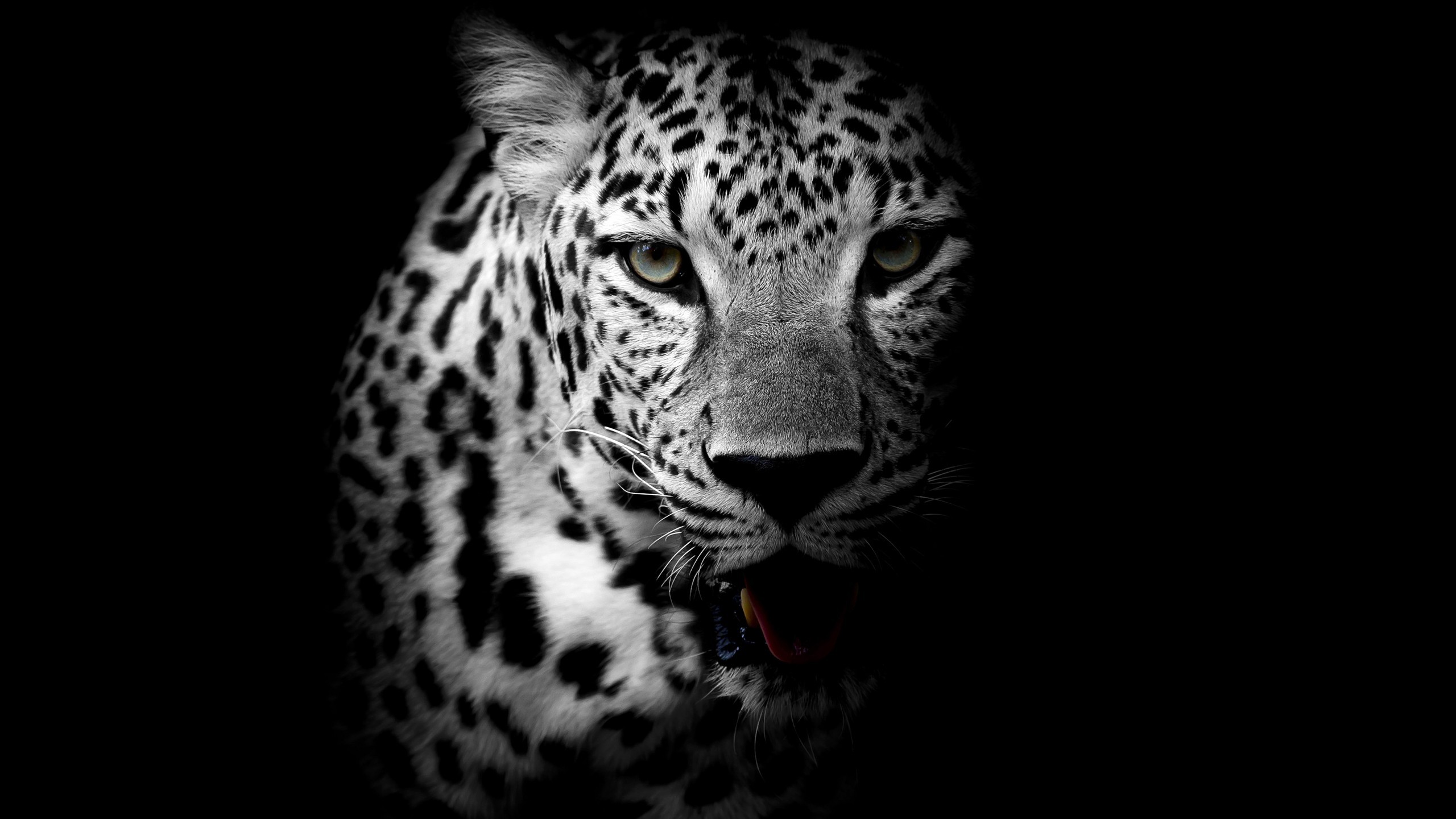 2560x1440 Animals / Leopard Wallpaper