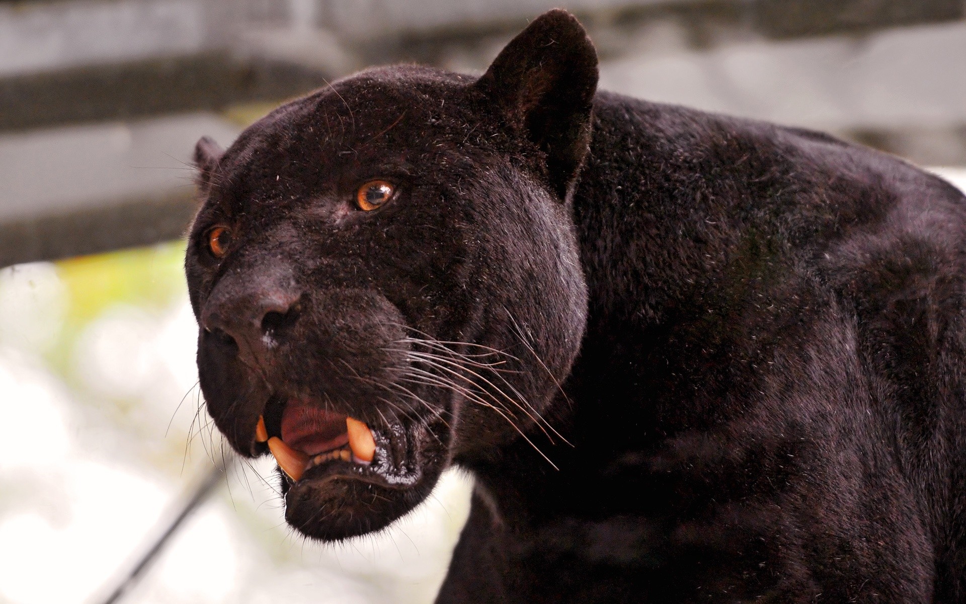 1920x1200 Linus the black jaguar, with open mouth