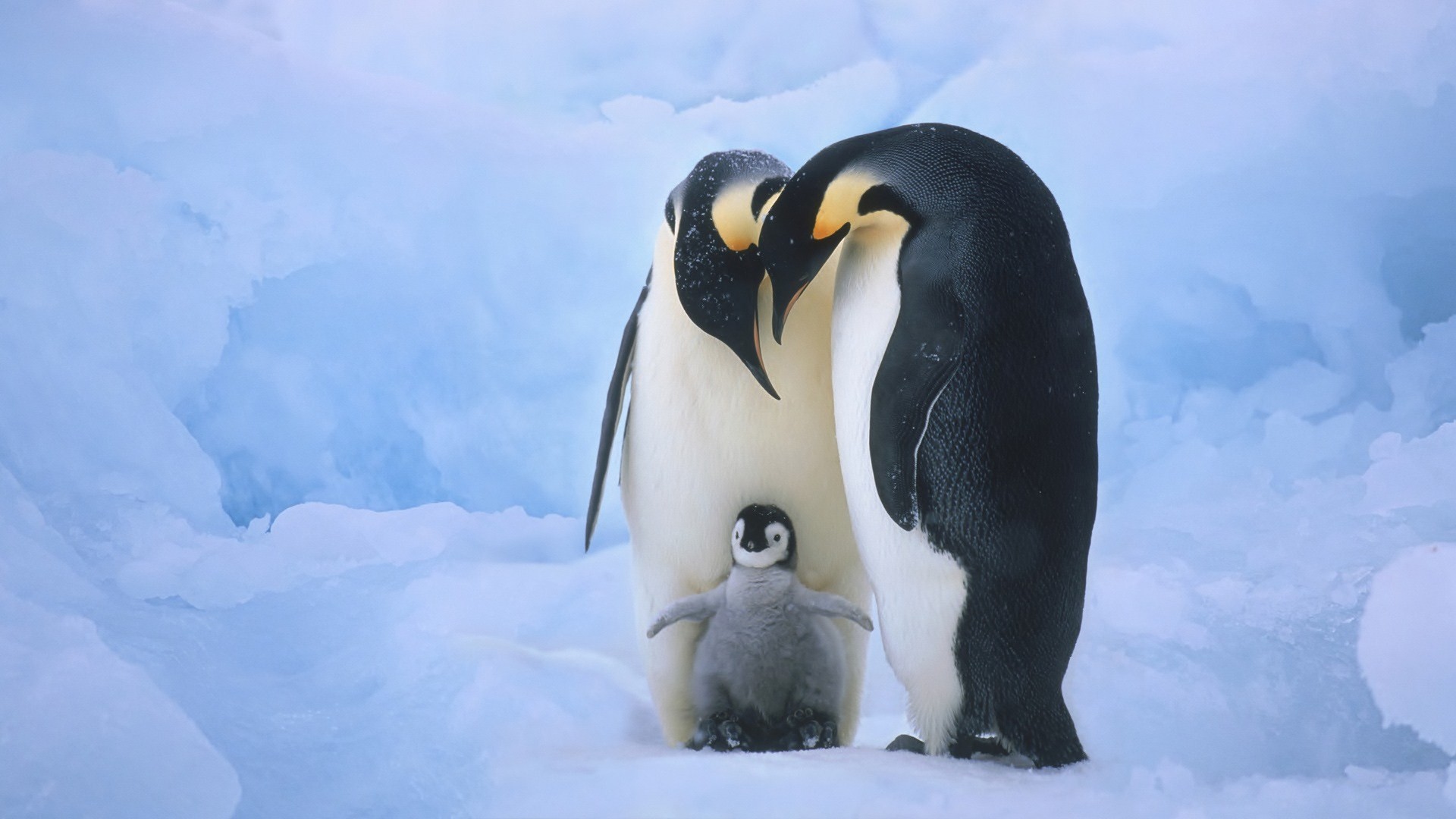 1920x1080 Filename: Penguin-HD-Wallpapers-and-Pictures-3.jpg