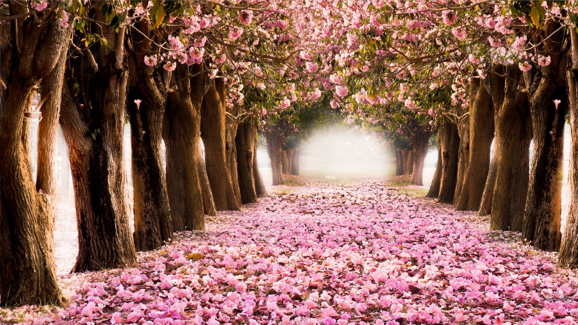 1920x1080 HQ Wallpapers Plus provides different size of Spring Trees And Flowers Desktop  Wallpapers. You can