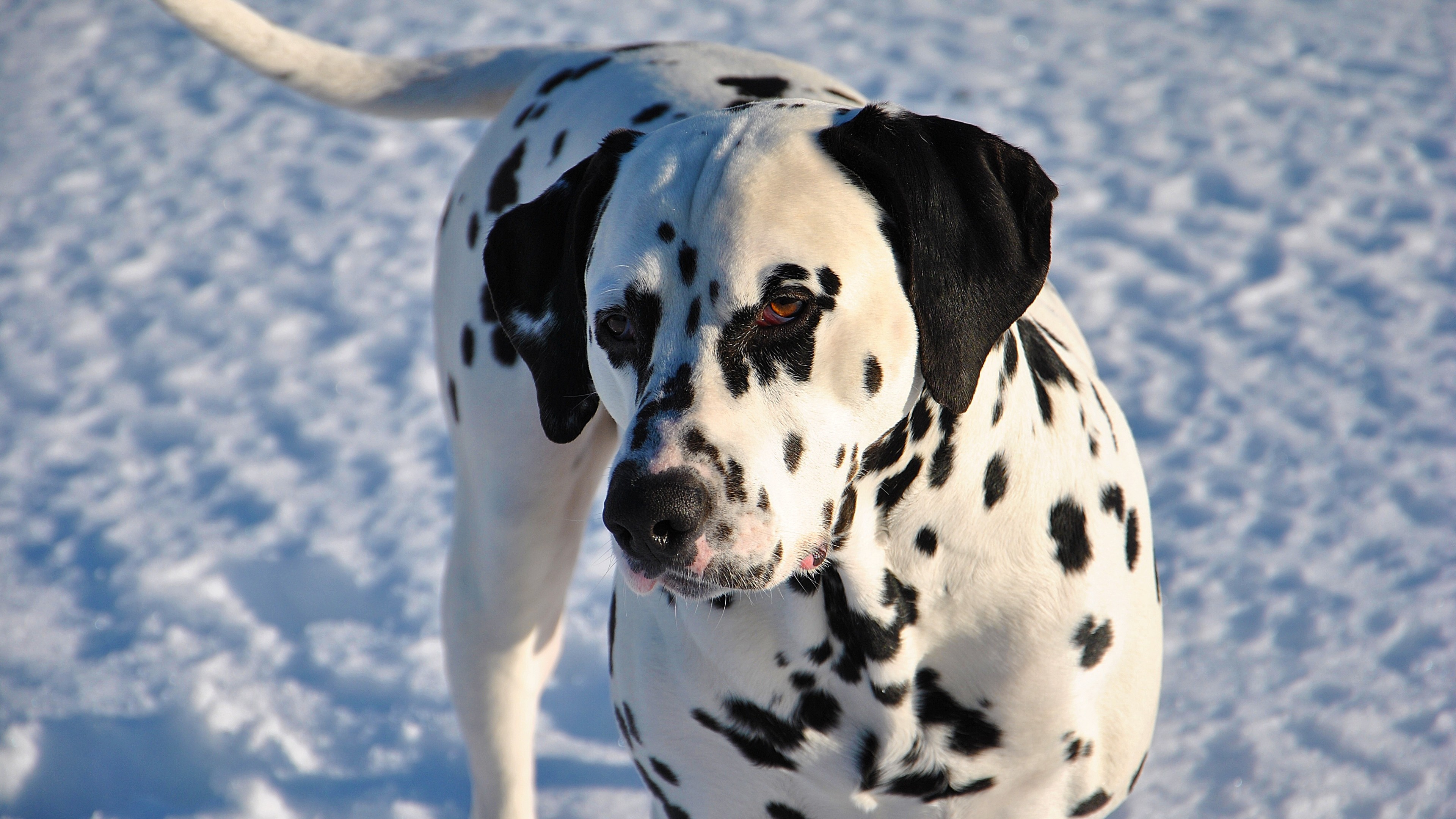 3840x2160  Wallpaper dalmatian, dog, snow