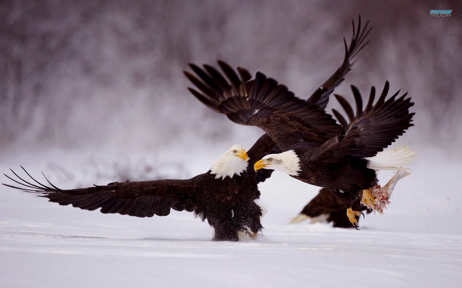 1920x1200 Posted by gags at 3:35 am Tagged with: America, Bald Eagles, Eagles,  Patriotism, Snow, Tag, Wallpaper Of The Day