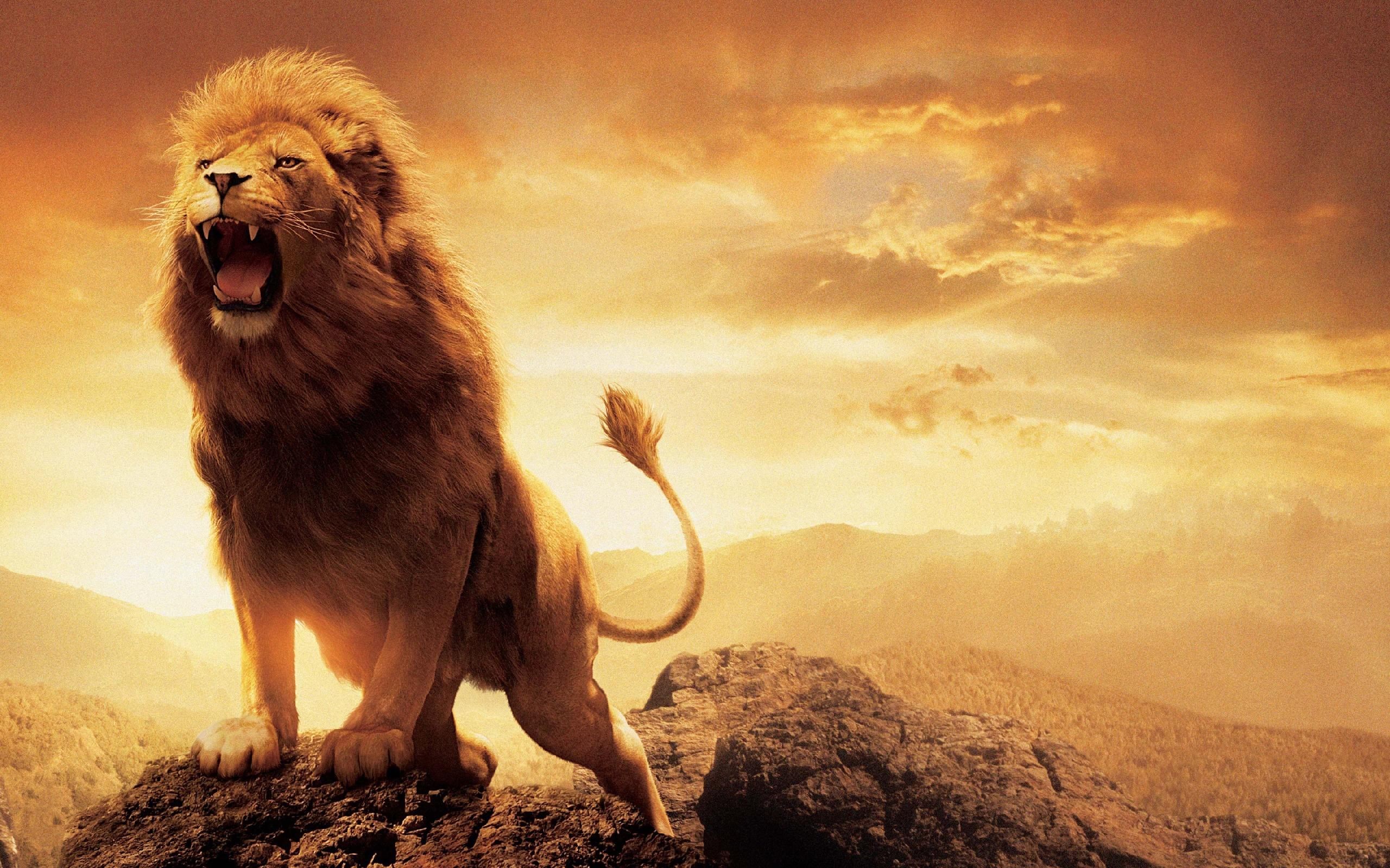 2560x1600 ... Angry Lions Wallpapers, Gallery of 47 Angry Lions Backgrounds .