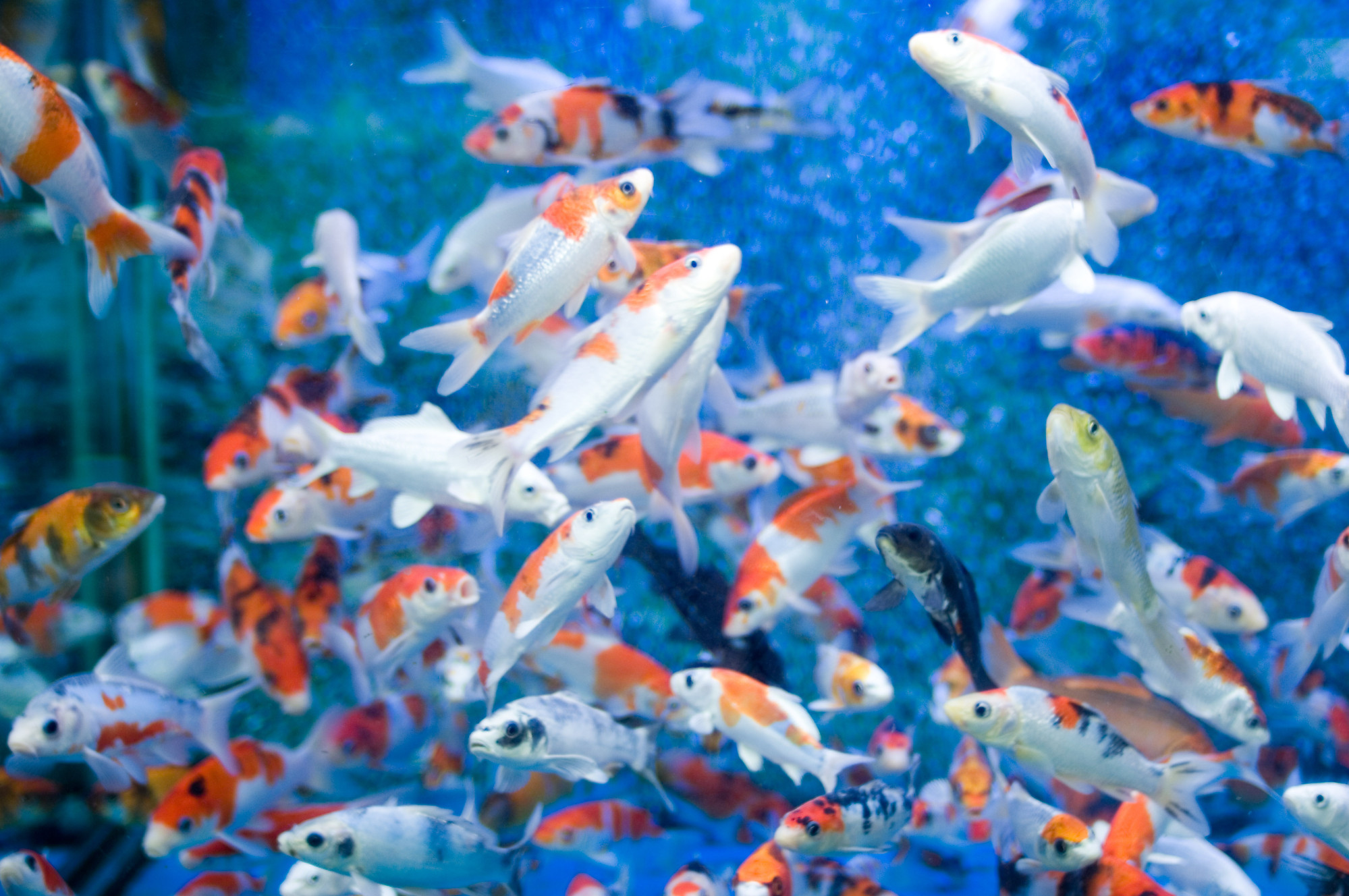 1999x1328 wallpaper.wiki-Aquarium-Fish-Tank-Wallpaper-HD-PIC-