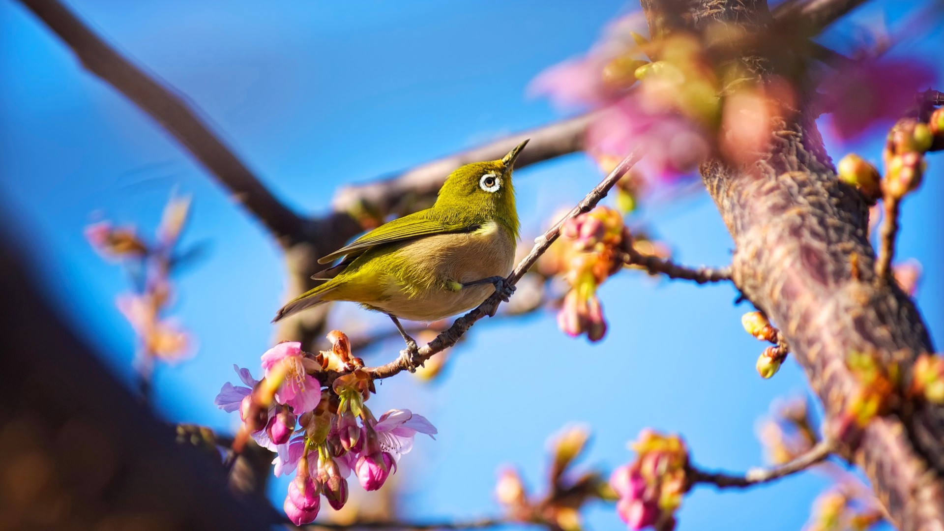 1920x1080 Japanese bird, White Eye, nature, flowers, spring, blue sky, ...
