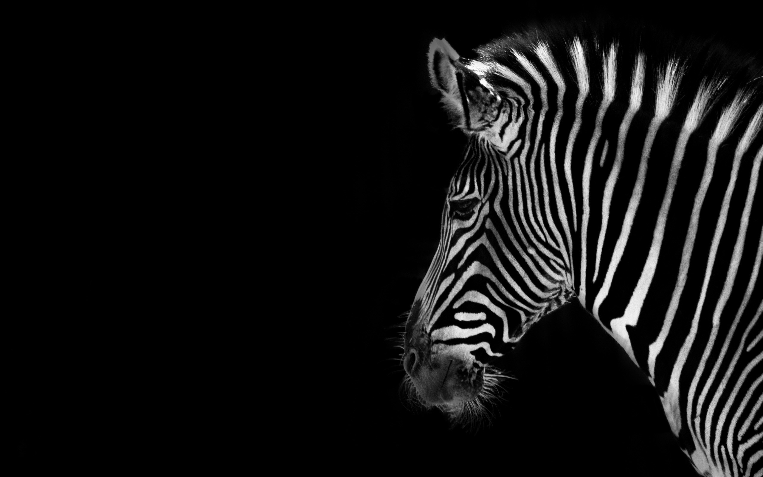 2560x1600 Zebra Wallpaper HD