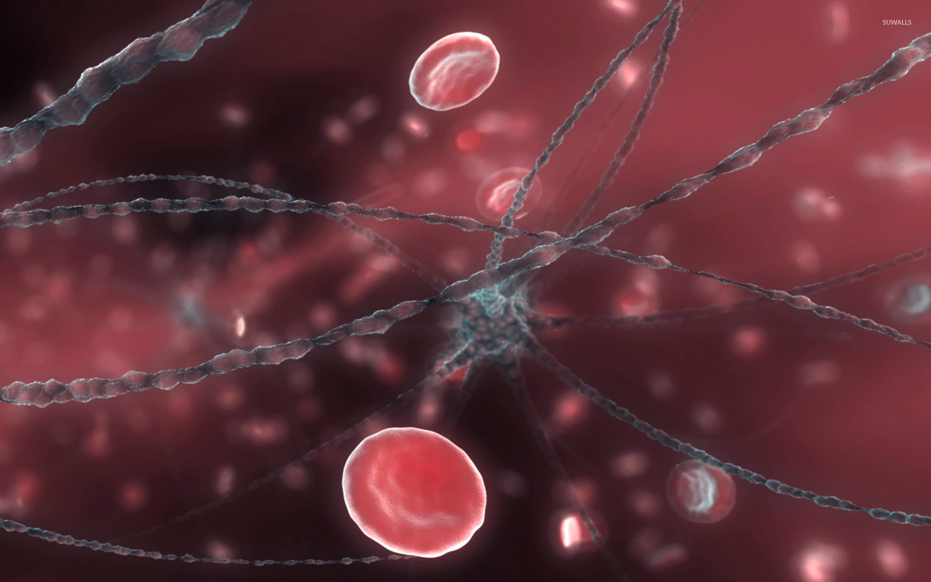 1920x1200 Neuron and red blood cells wallpaper