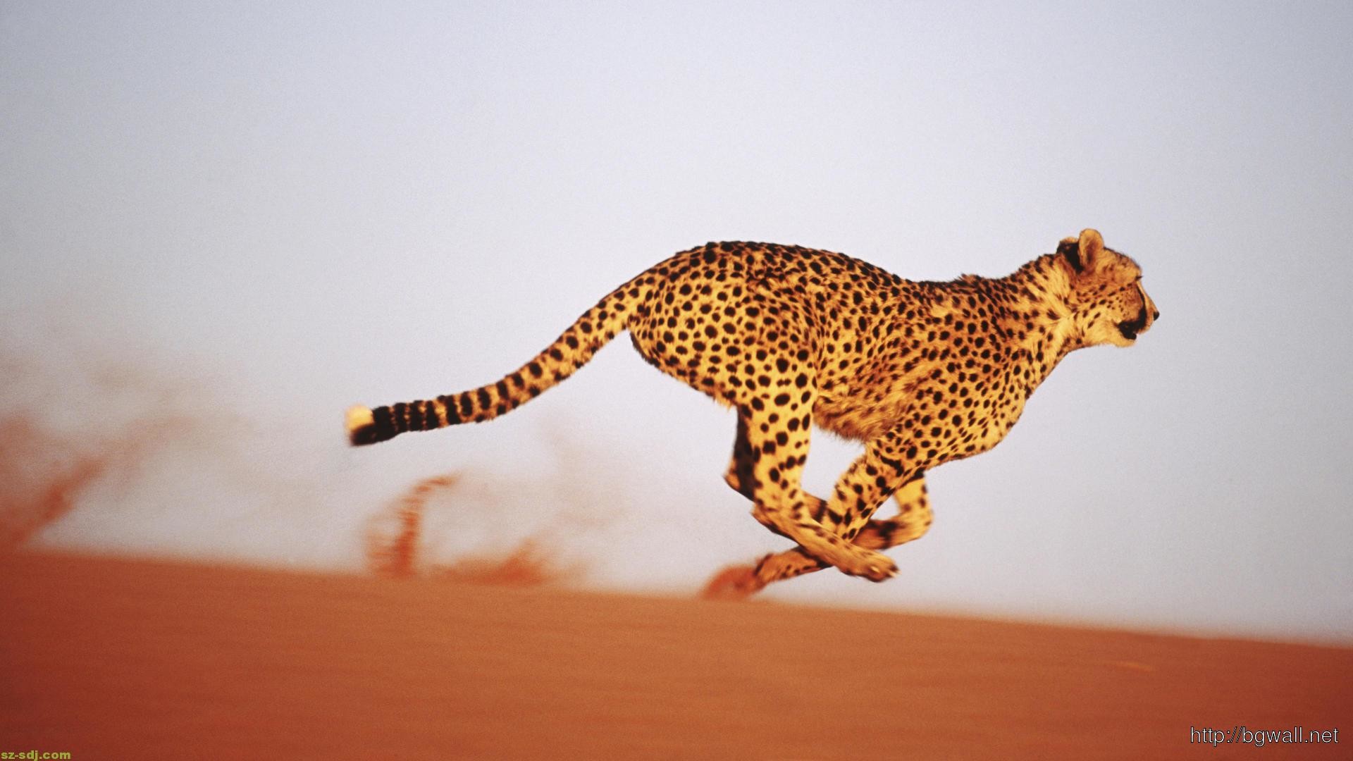 1920x1080 Cheetah Running Speed Wallpaper
