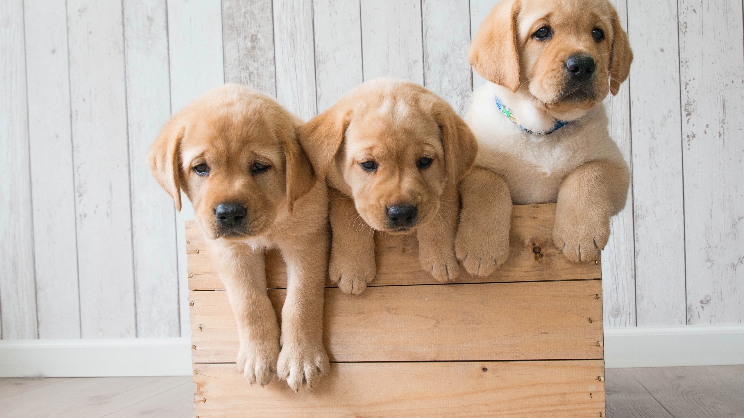 2560x1440 Animals / Cute puppies Wallpaper