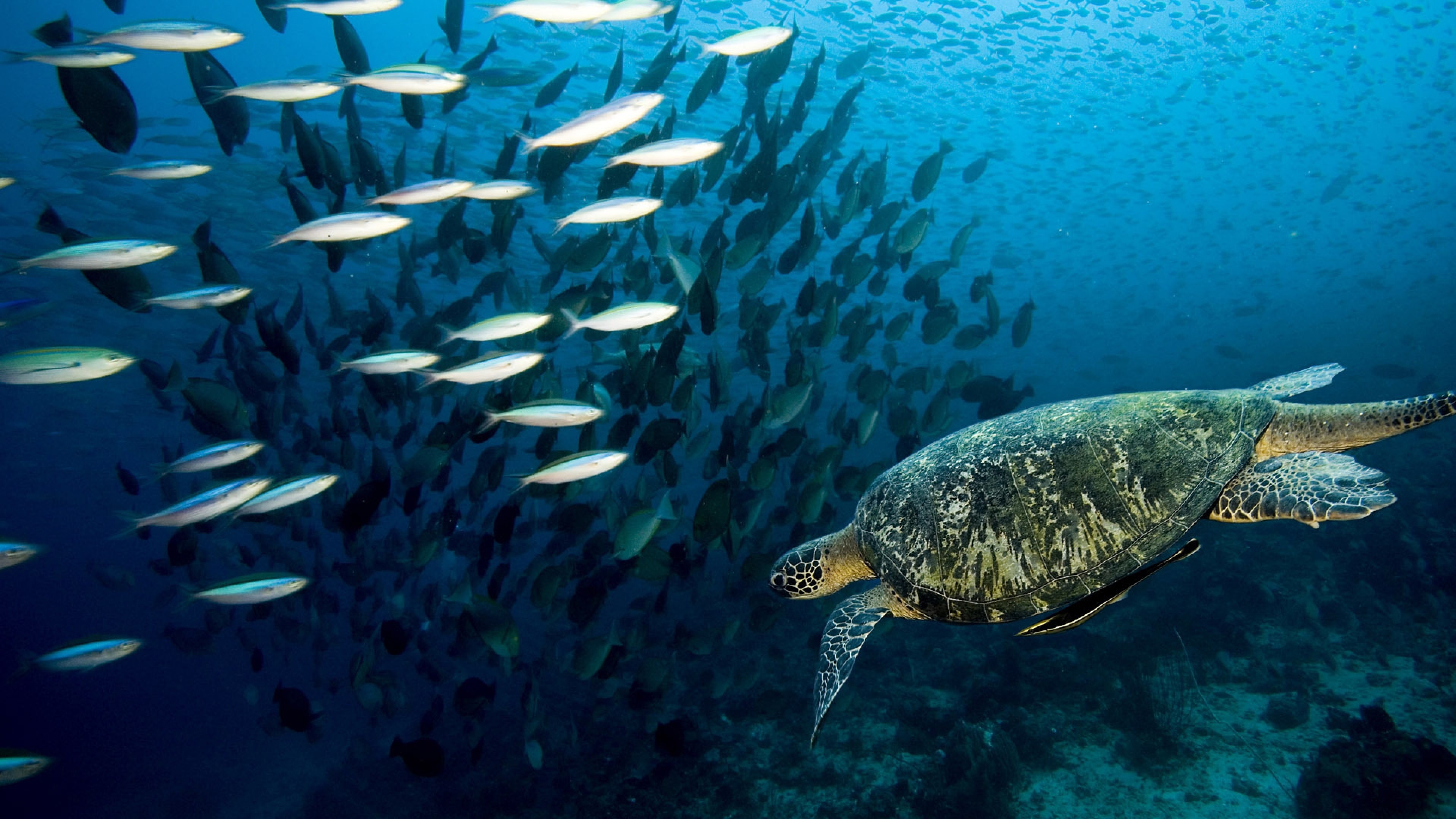 3840x2160  Wallpaper turtle, underwater, swim, fish, sea, ocean