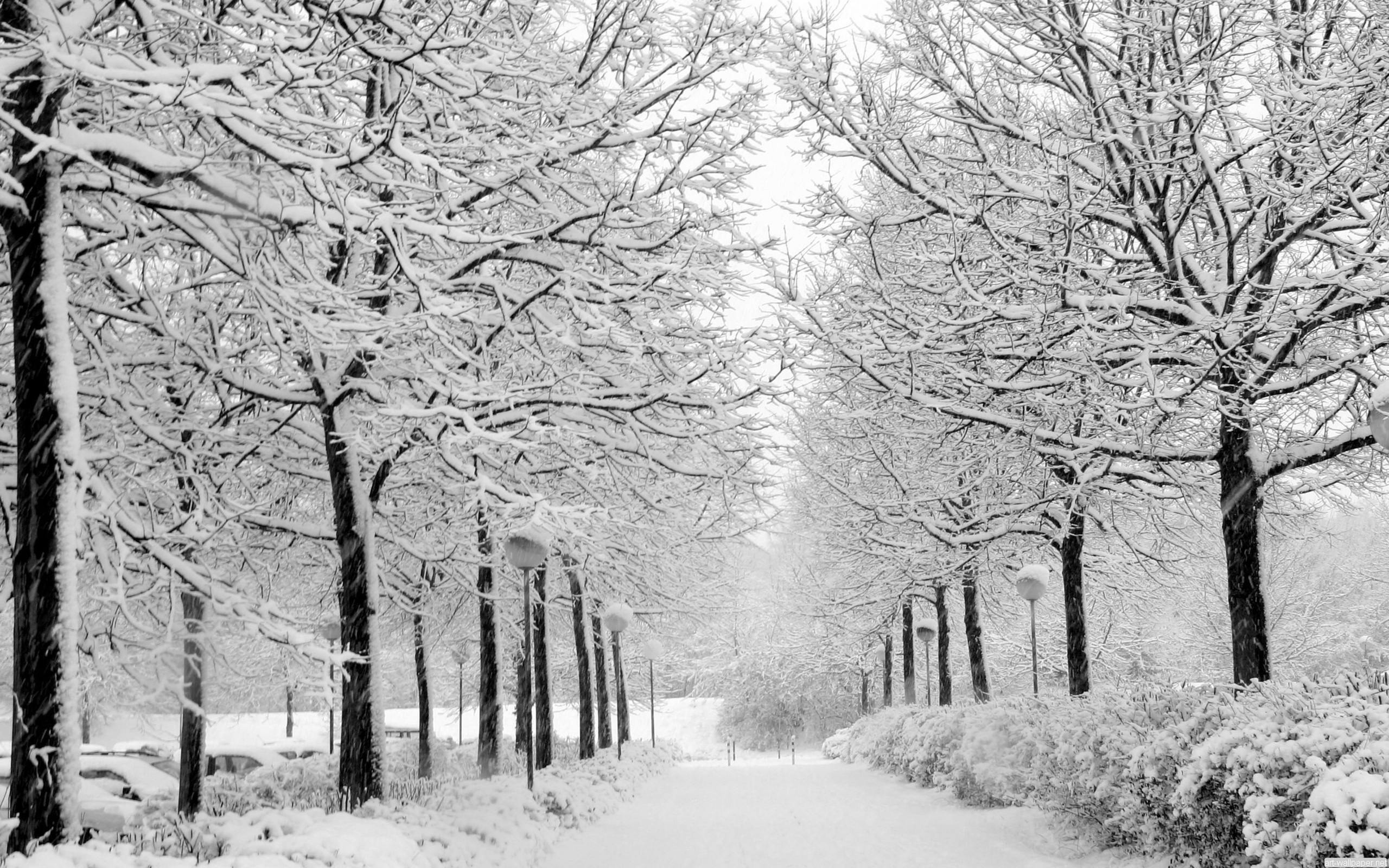 2560x1600 Photography - Winter Love Tree White Cold Snow Wallpaper