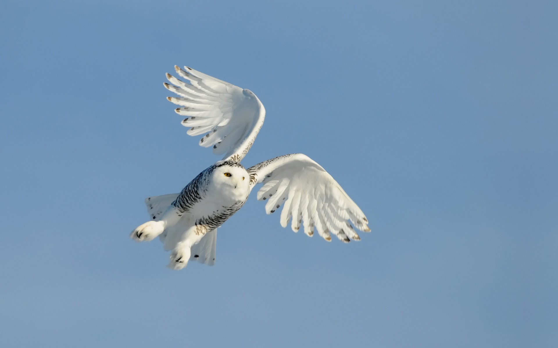 1920x1200 Bird Owl Flying Sky Wings