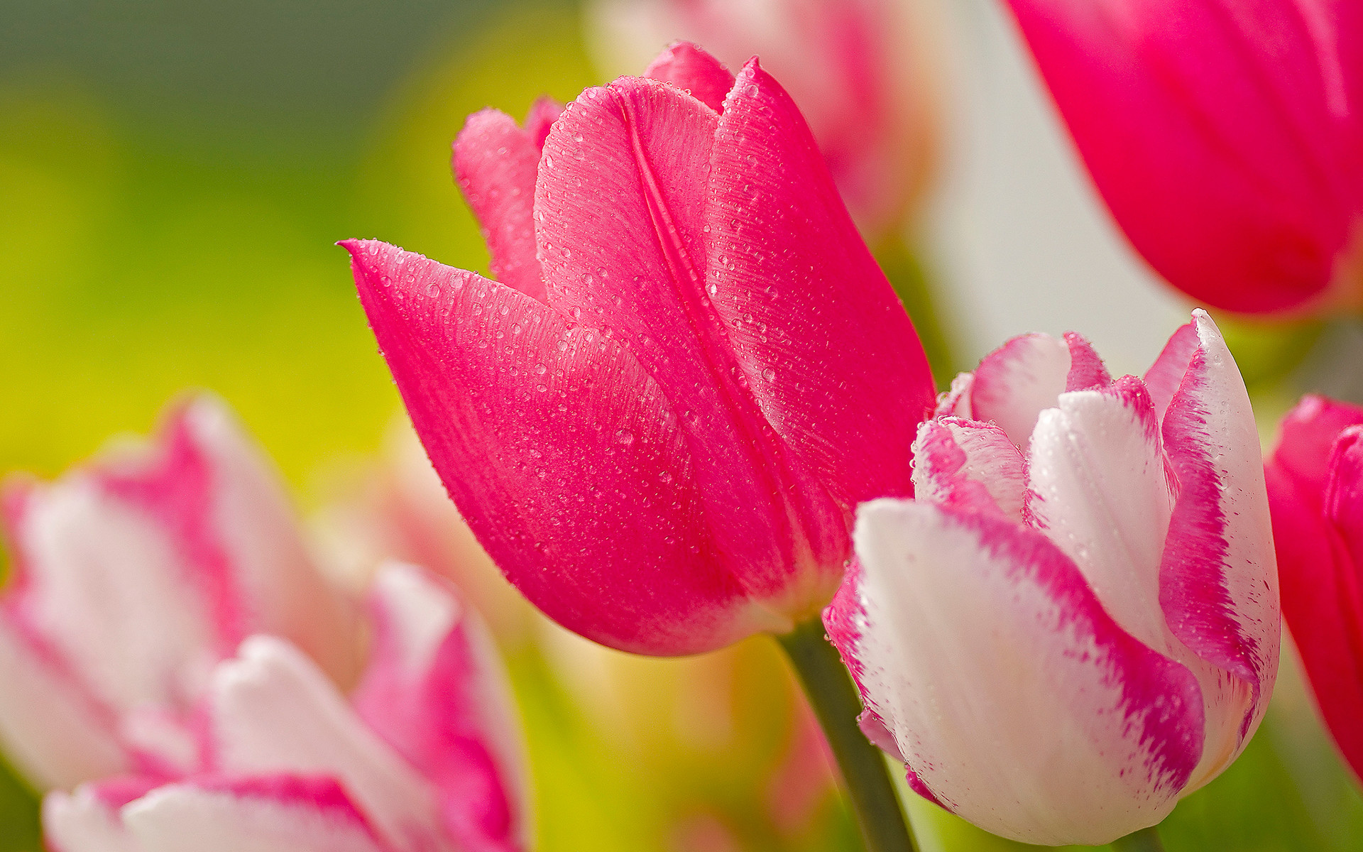 Latar belakang Foto Latar Belakang Wallpaper Bunga Tulip Dan Gambar Untuk  Download Gratis  Pngtree