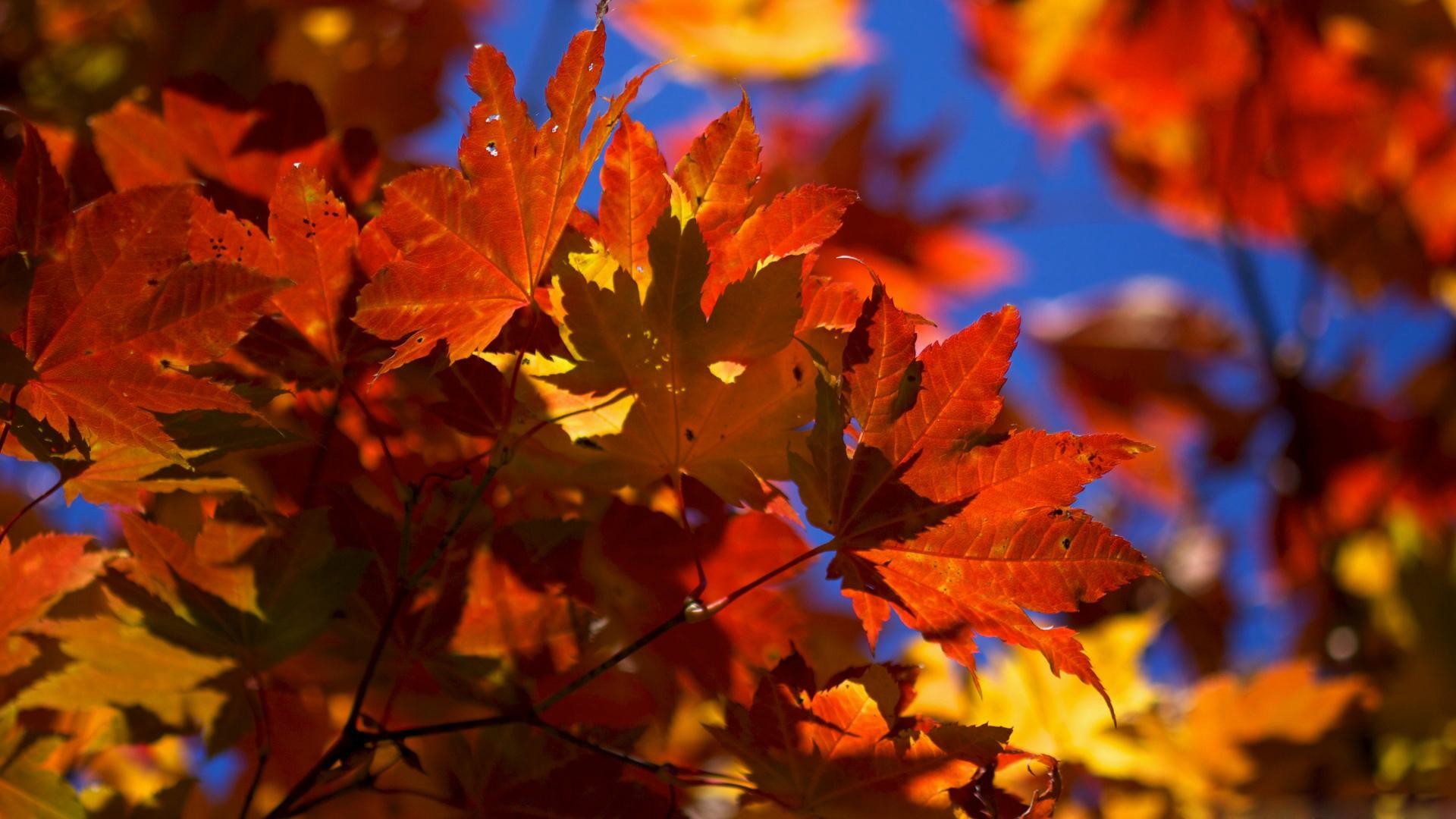 1920x1080 Pictures-Fall-leaves-desktop-wallpapers