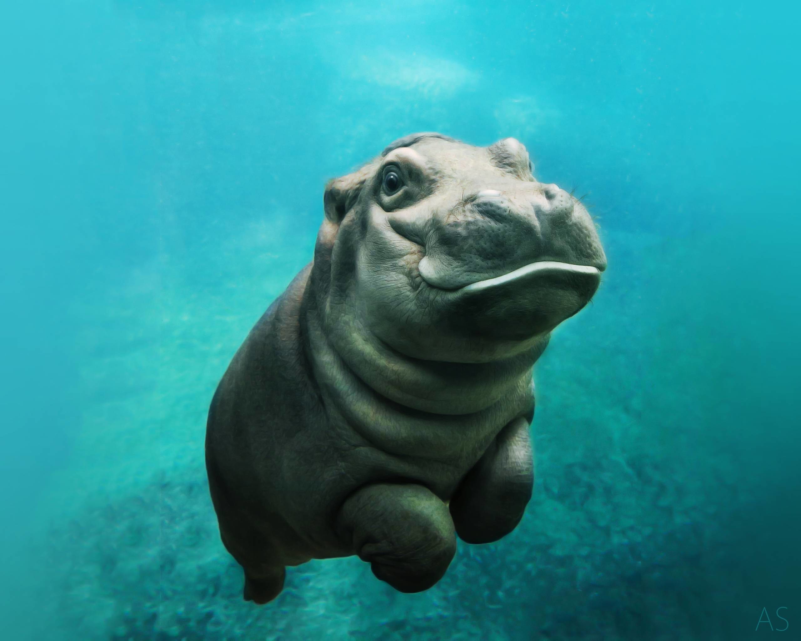 2560x2048 Baby hippo wallpapers | Baby Animals Â· cute hippo and tiger ...
