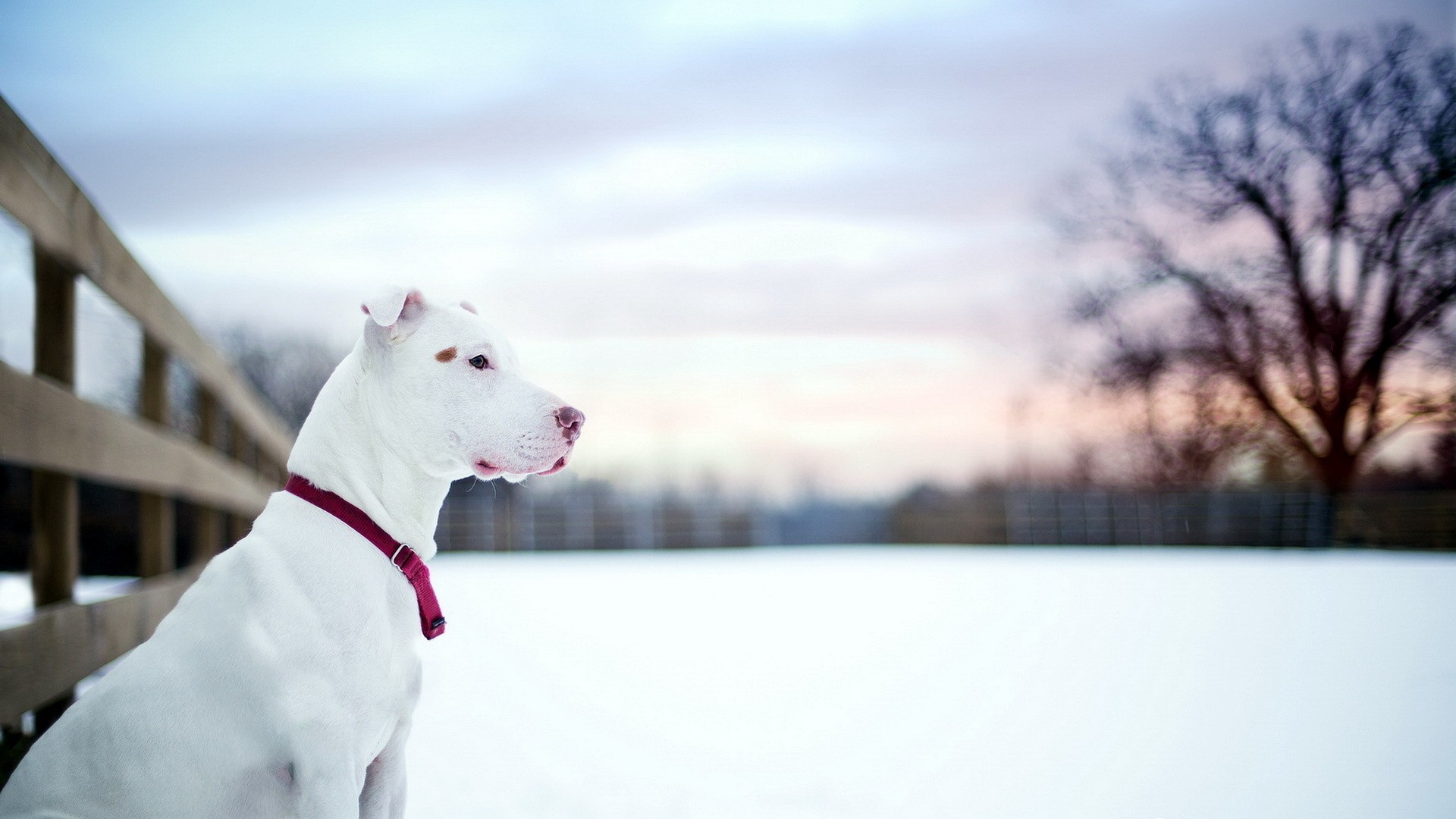 1920x1080 Dog in Winter Animal HD Desktop Wallpaper