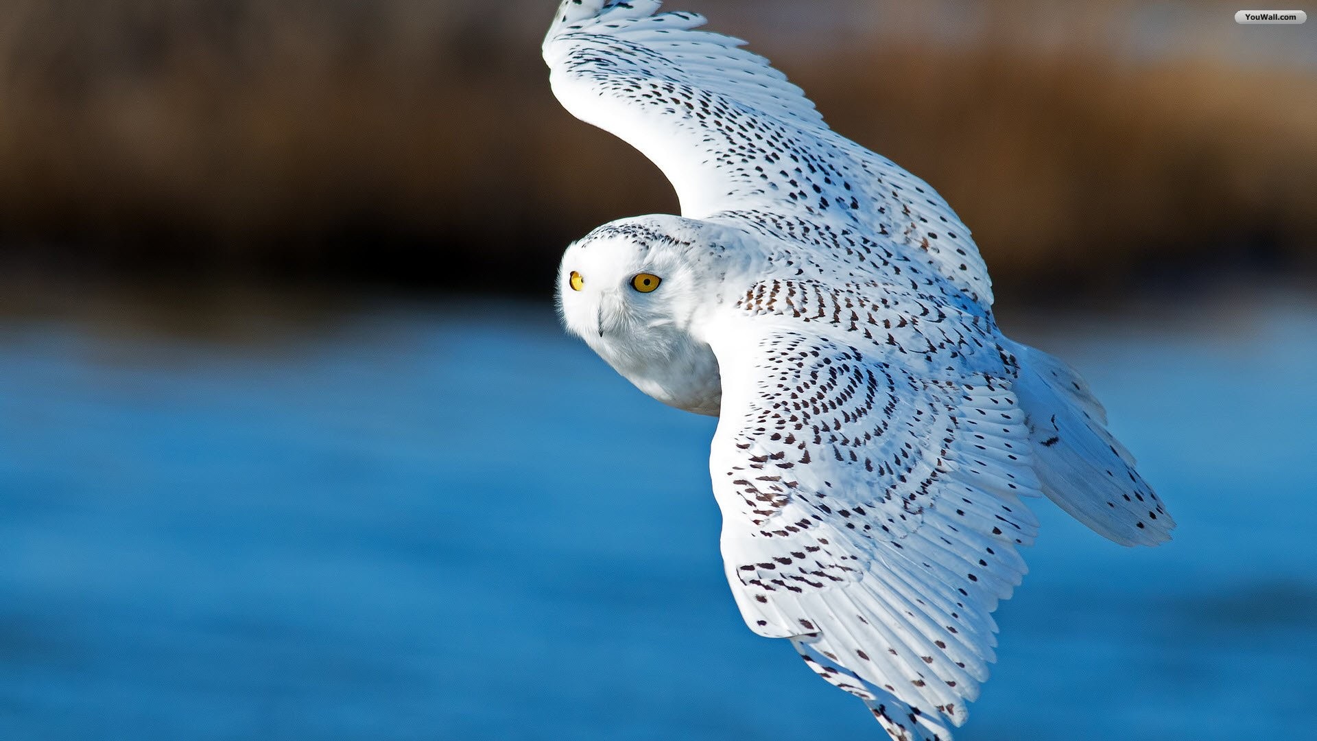 1920x1080 White Owl Wallpapers (42 Wallpapers)