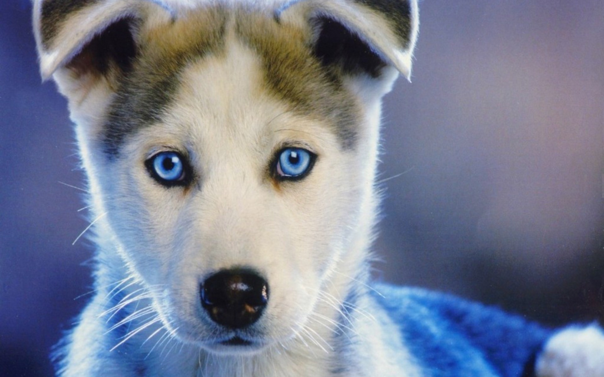 1920x1200 Blue Eyes with Wallpapers for Gt Husky Puppies Wallpaper px