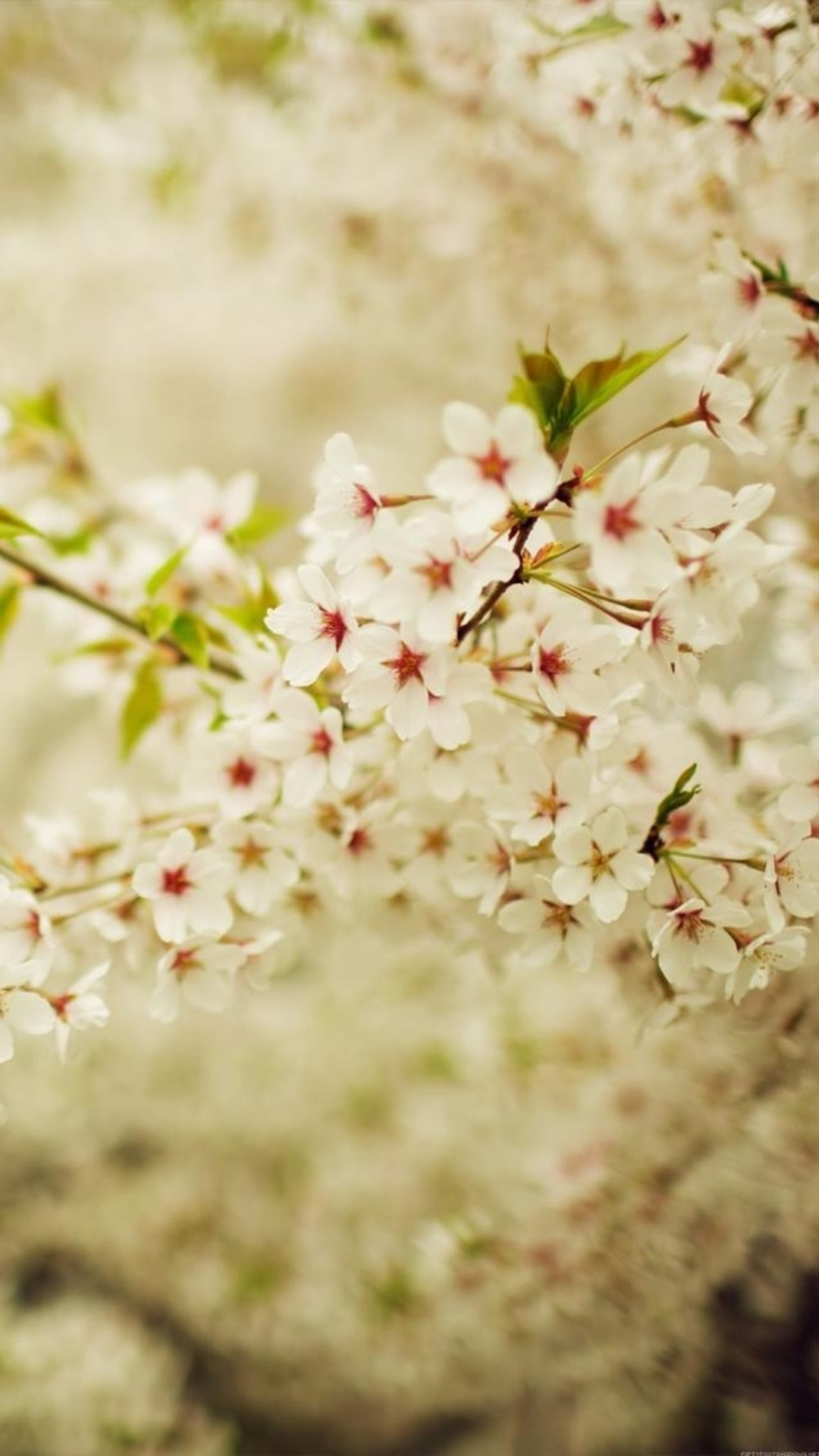 1080x1920 Romantic White Cherry Blossom Branch iPhone 6 wallpaper