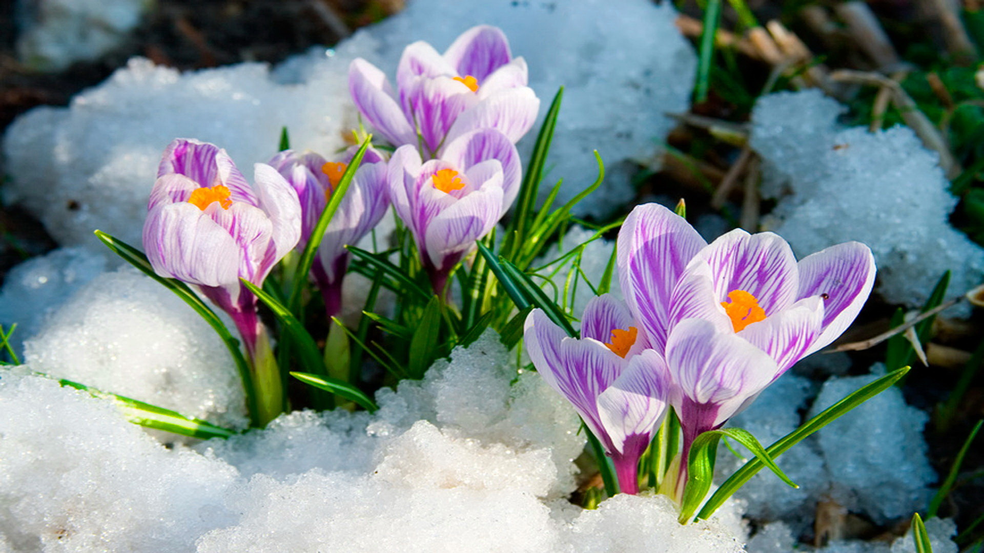 1920x1080 7. early-spring-flowers-wallpaper6-600x338