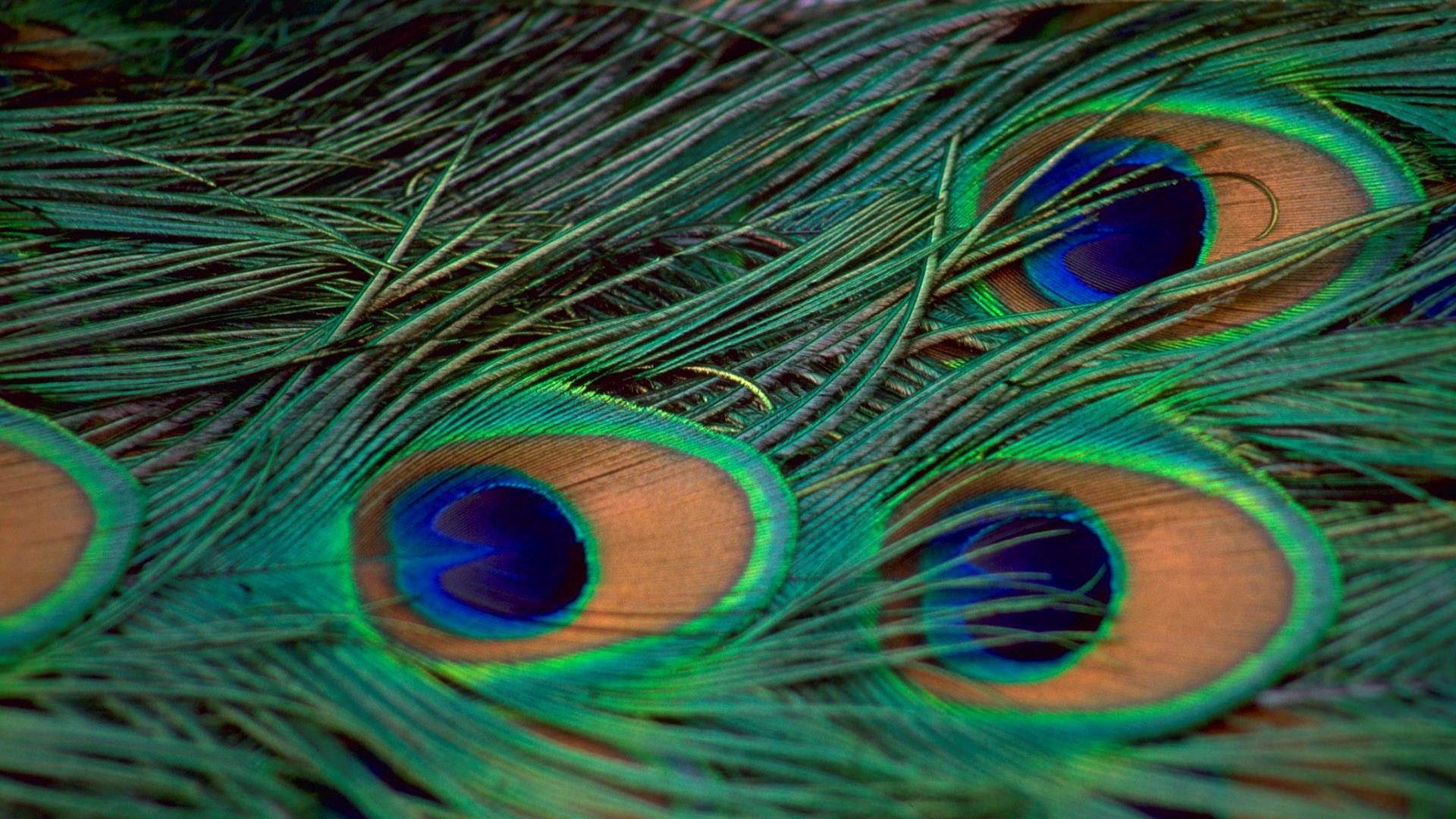 Peacock Feather Wallpaper (59+ images)