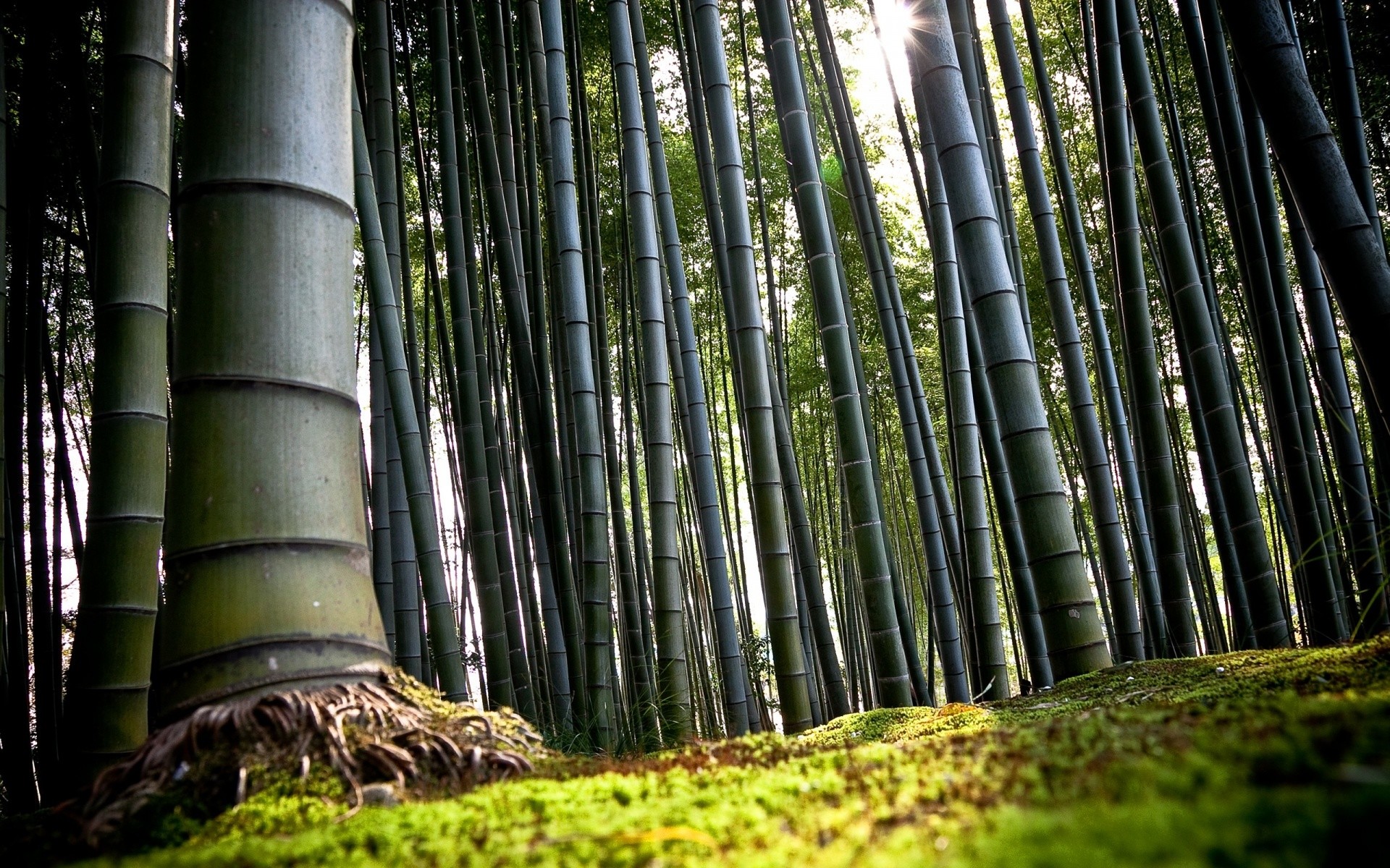 1920x1200 wallpaper.wiki-Bamboo-Trees-Forest-HD-Desktop-Wallpaper-