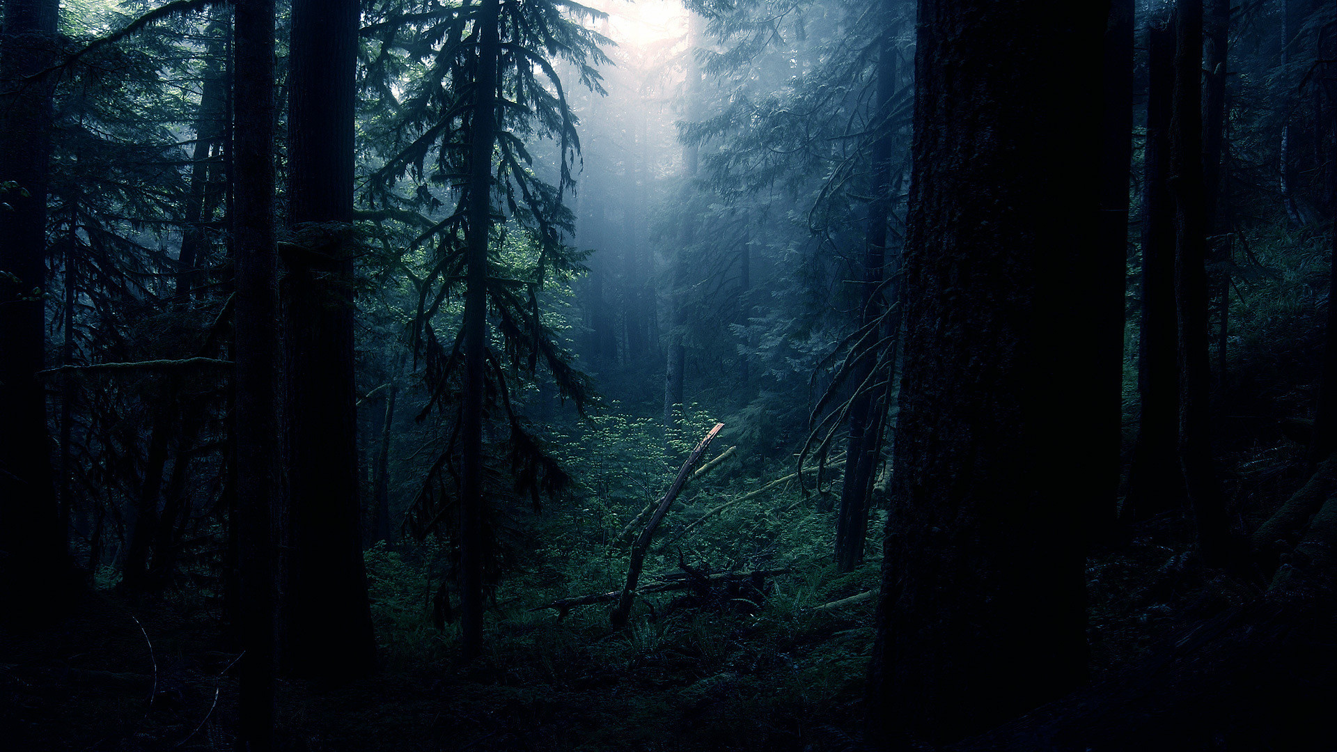 1920x1080 Dark Forest S Wallpaper Full Hd Is Cool Wallpapers