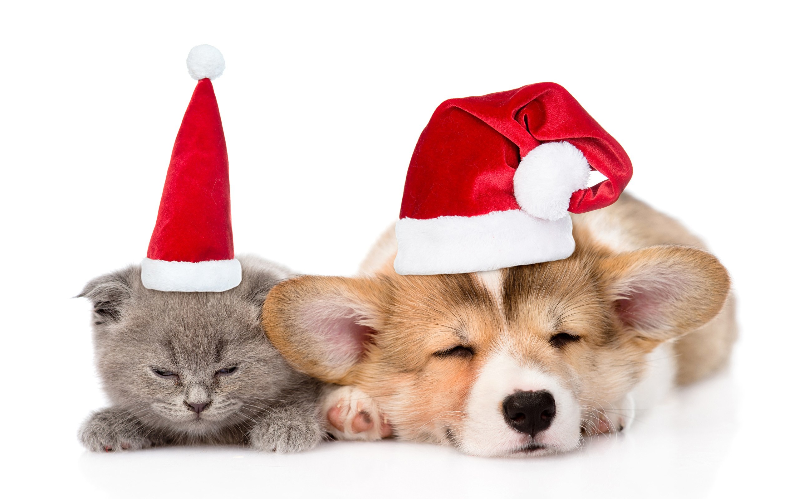 2560x1600 Photo Puppy Kittens Welsh Corgi Dogs Cats New Year 2 Sleep   Christmas Puppies And Wallpaper