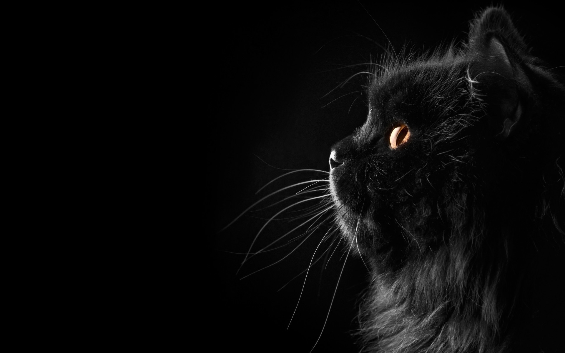 1920x1200 Cat Persian black female profile whiskers face eyes wallpaper |  |  52688 | WallpaperUP