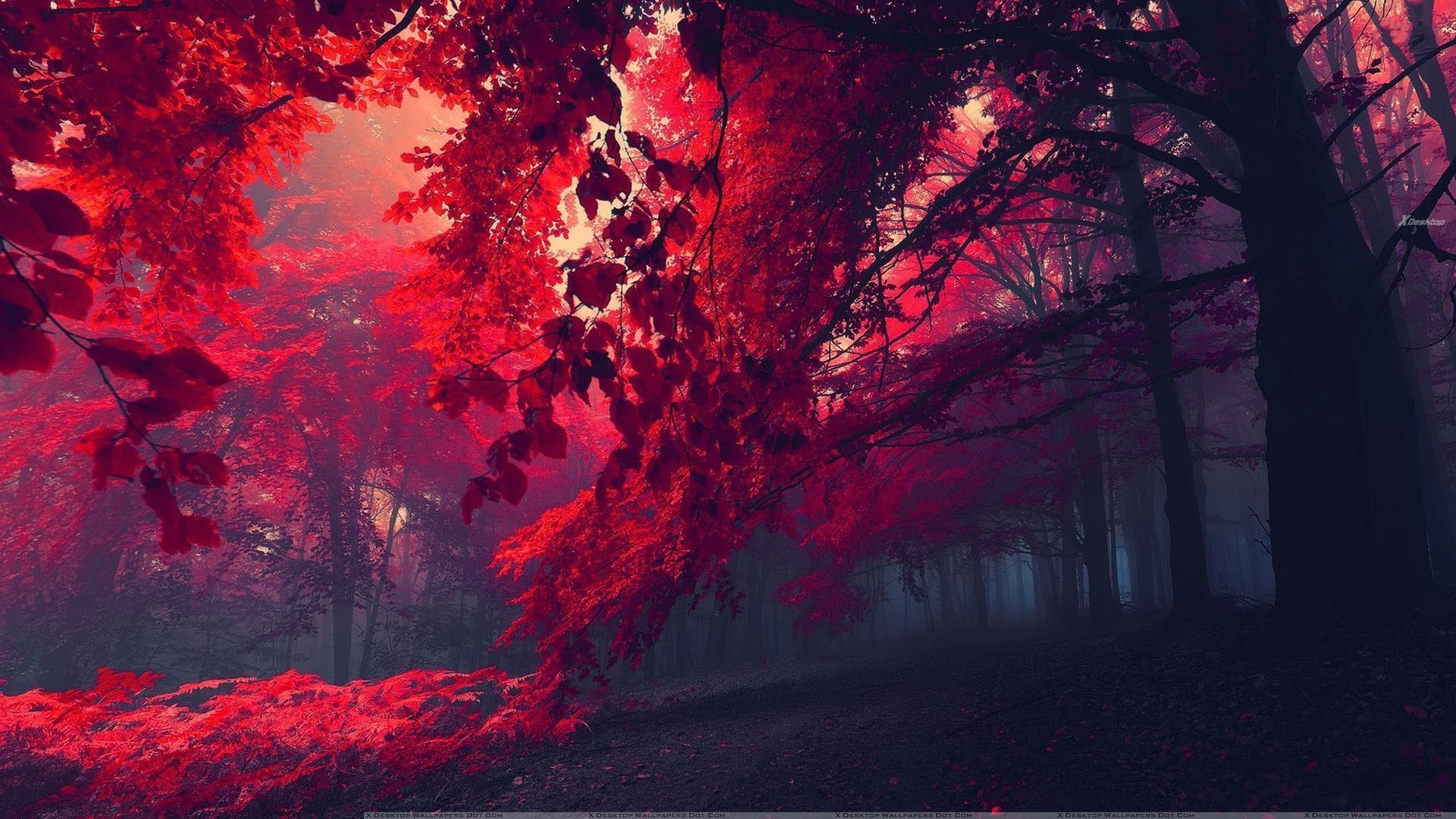 2560x1440 Explore and share Red Nature Wallpaper