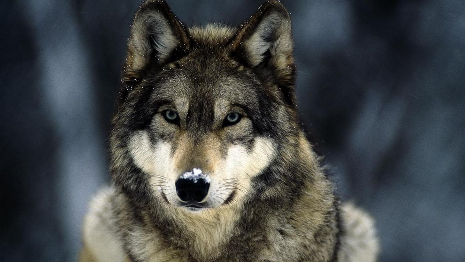 1920x1080 gray wolf