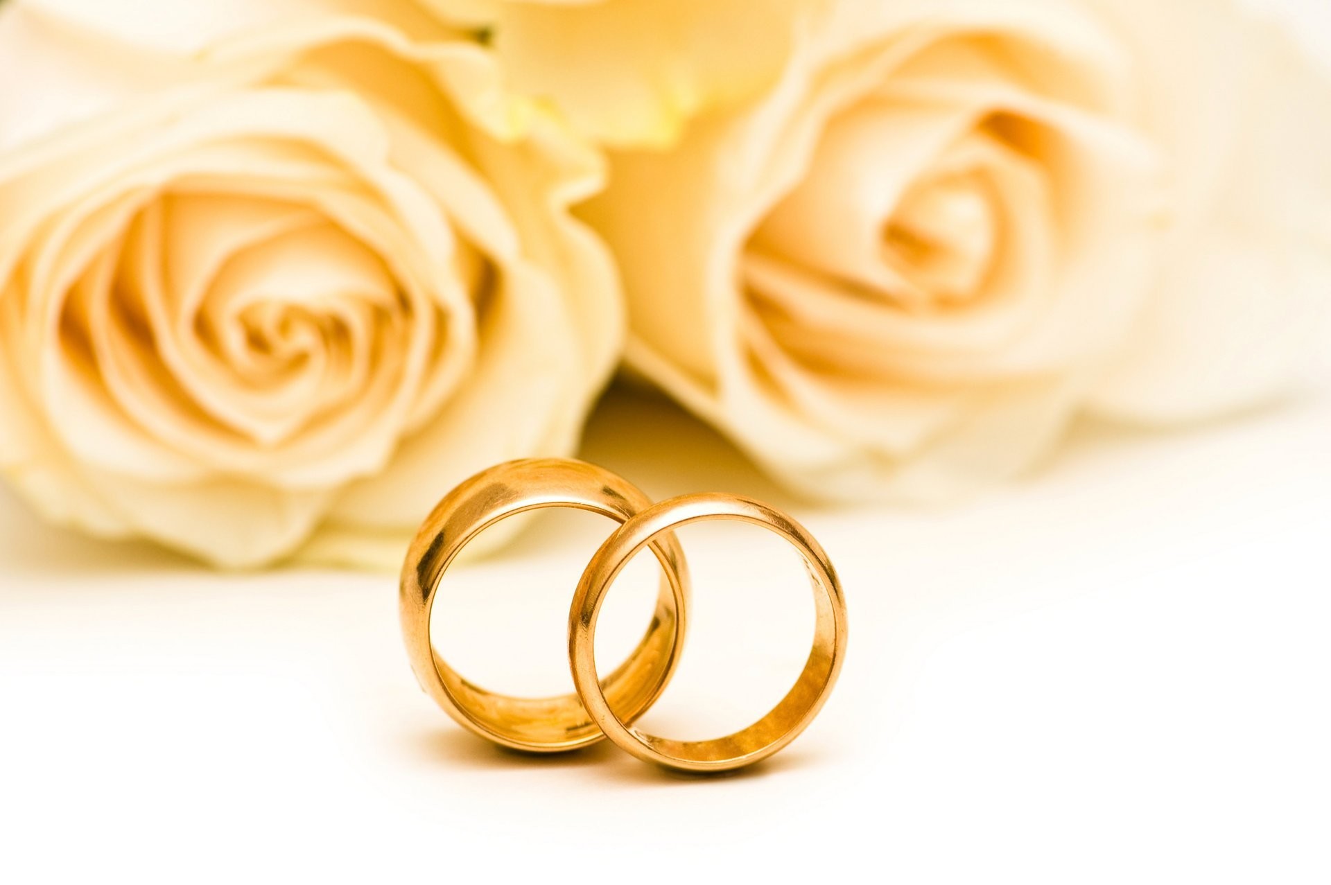 1920x1277 wedding rings roses flower wedding rings roses flowers