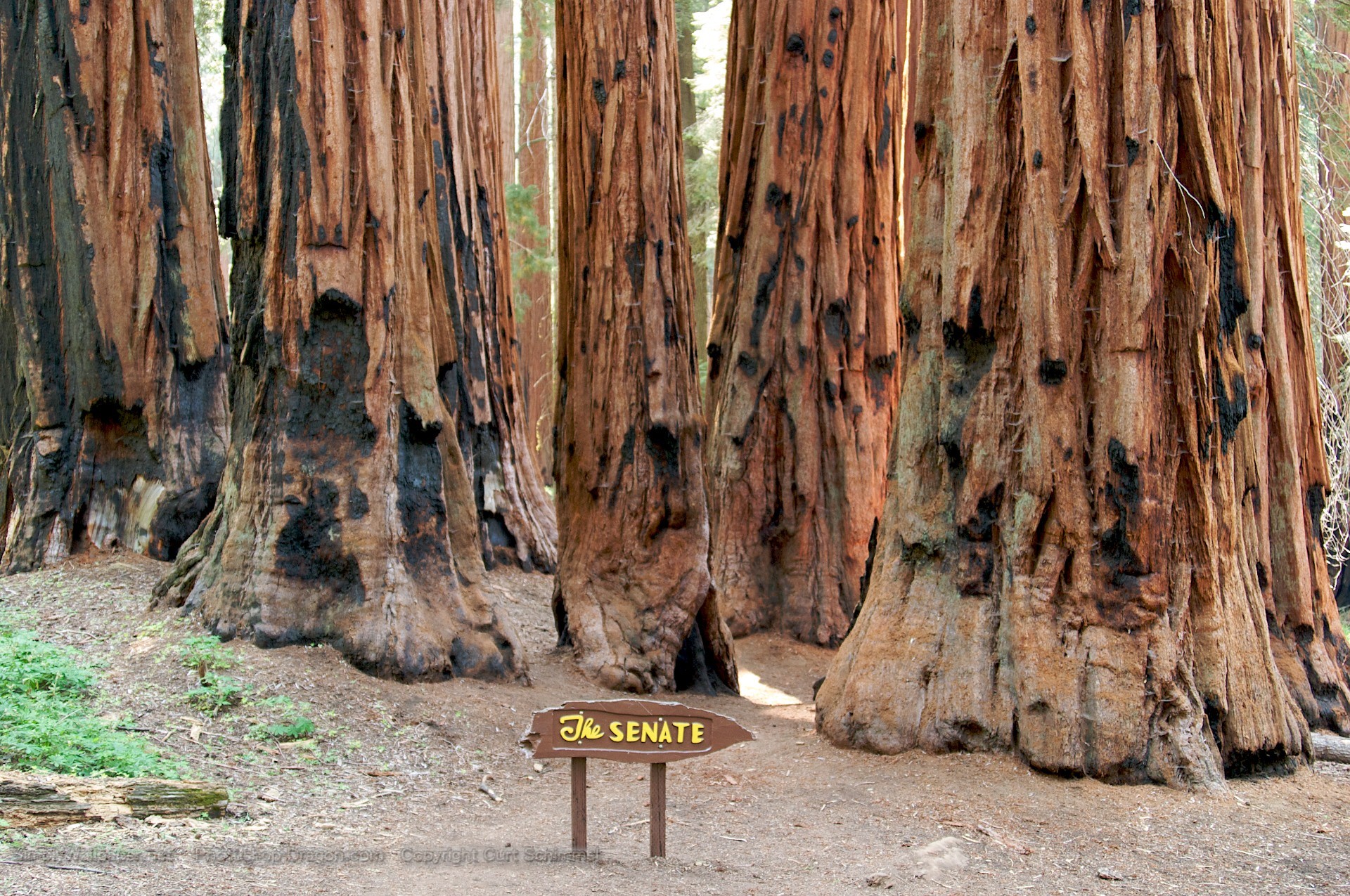 1920x1275 grove of giant sequoia trees