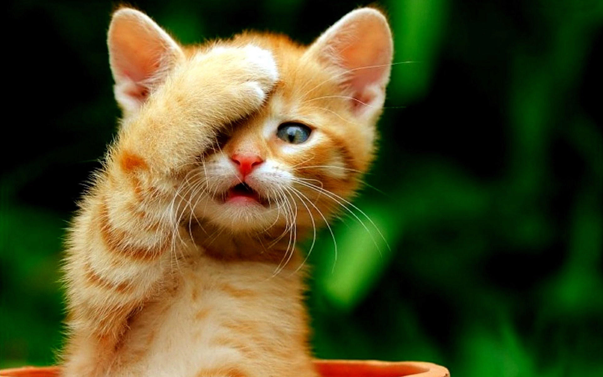 1920x1200 Cute Baby Cats Wallpapers Group (76+)