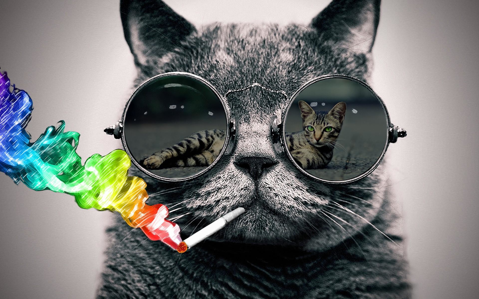 1920x1200 Cat with sunglasses wallpaper (Photoshop) - rank them please
