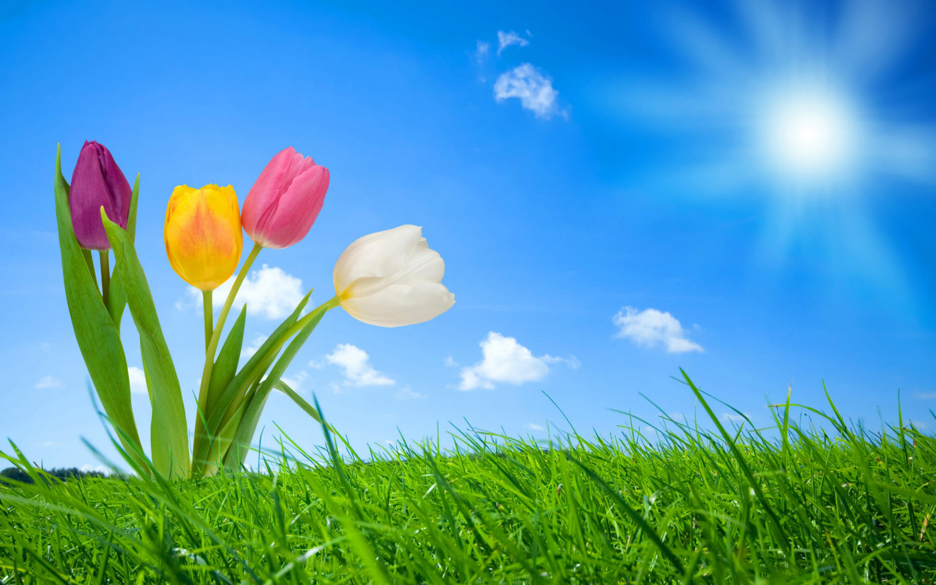1920x1200 Free Spring Wallpaper Backgrounds | 2012 Nature Wallpapers. All images are  copyrighted by their .