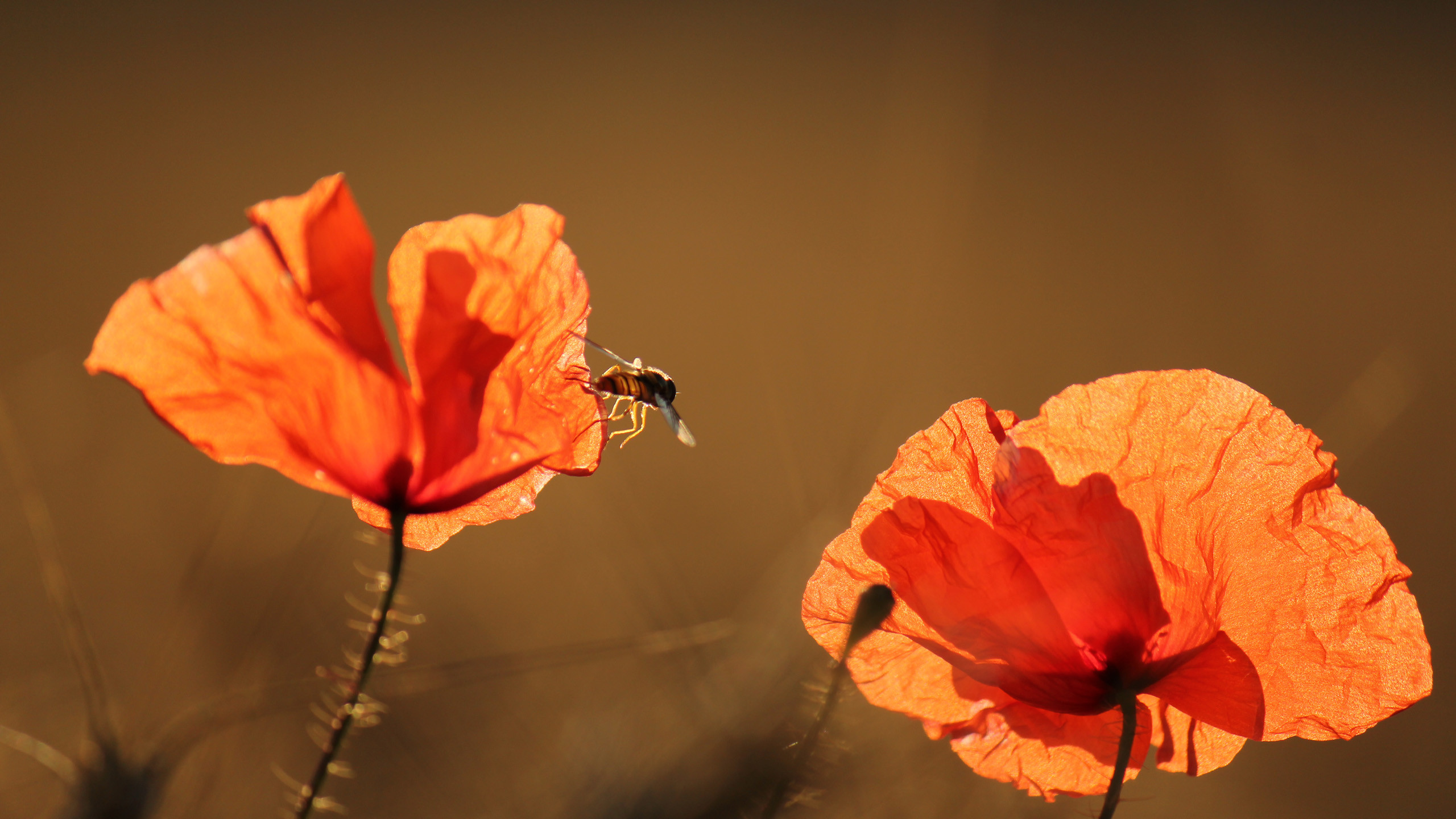 2560x1440 Bild: Red Poppy & Summer Sunshine wallpapers and stock photos. Â«