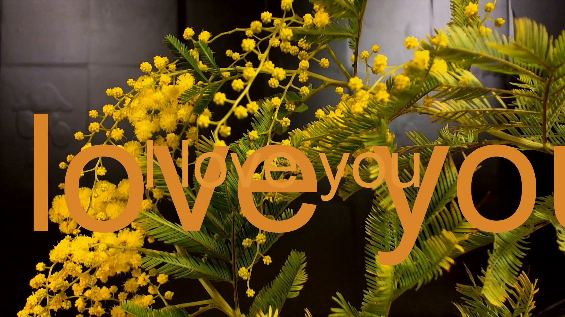 1920x1080 Mimosa Spring Flowers black background. Blooming mimosa tre. Stock Video  Footage - Storyblocks Video
