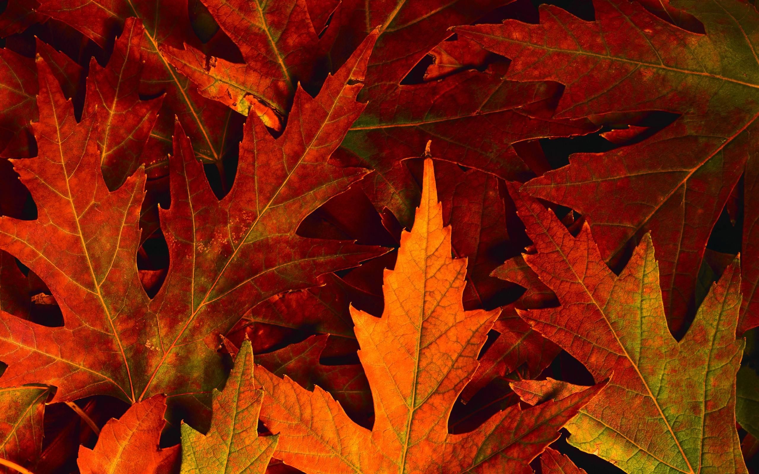 2560x1600 Fall Leaves Desktop Backgrounds. Fall Foliage Wallpapers Hd