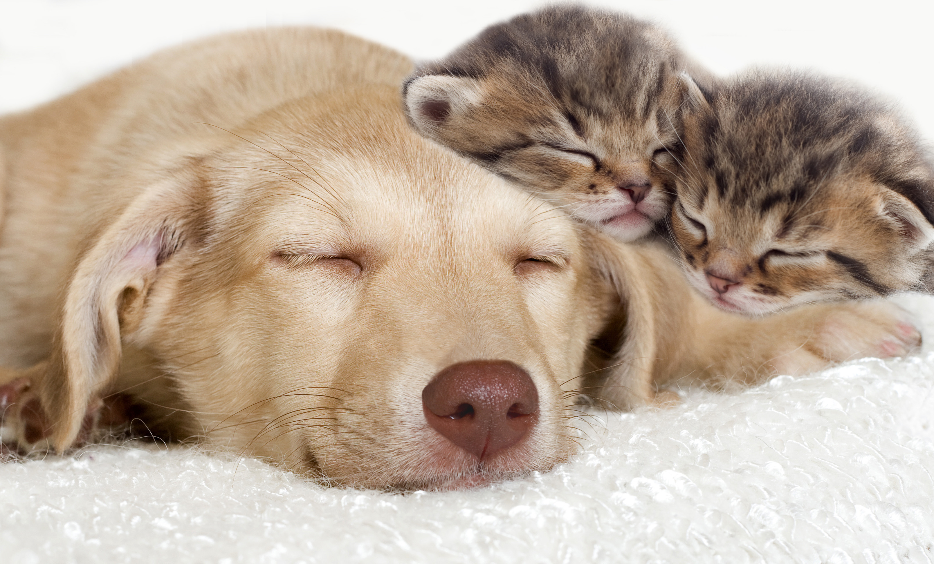3218x1945 Cat & Dog Wallpapers, Pictures, Images