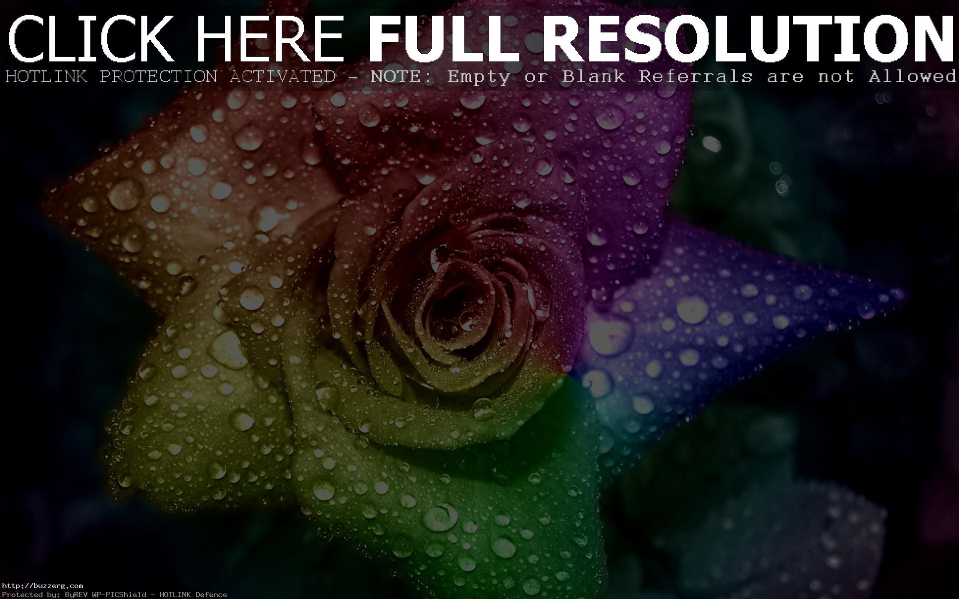 1920x1200 Rainbow Rose (id: 37280)