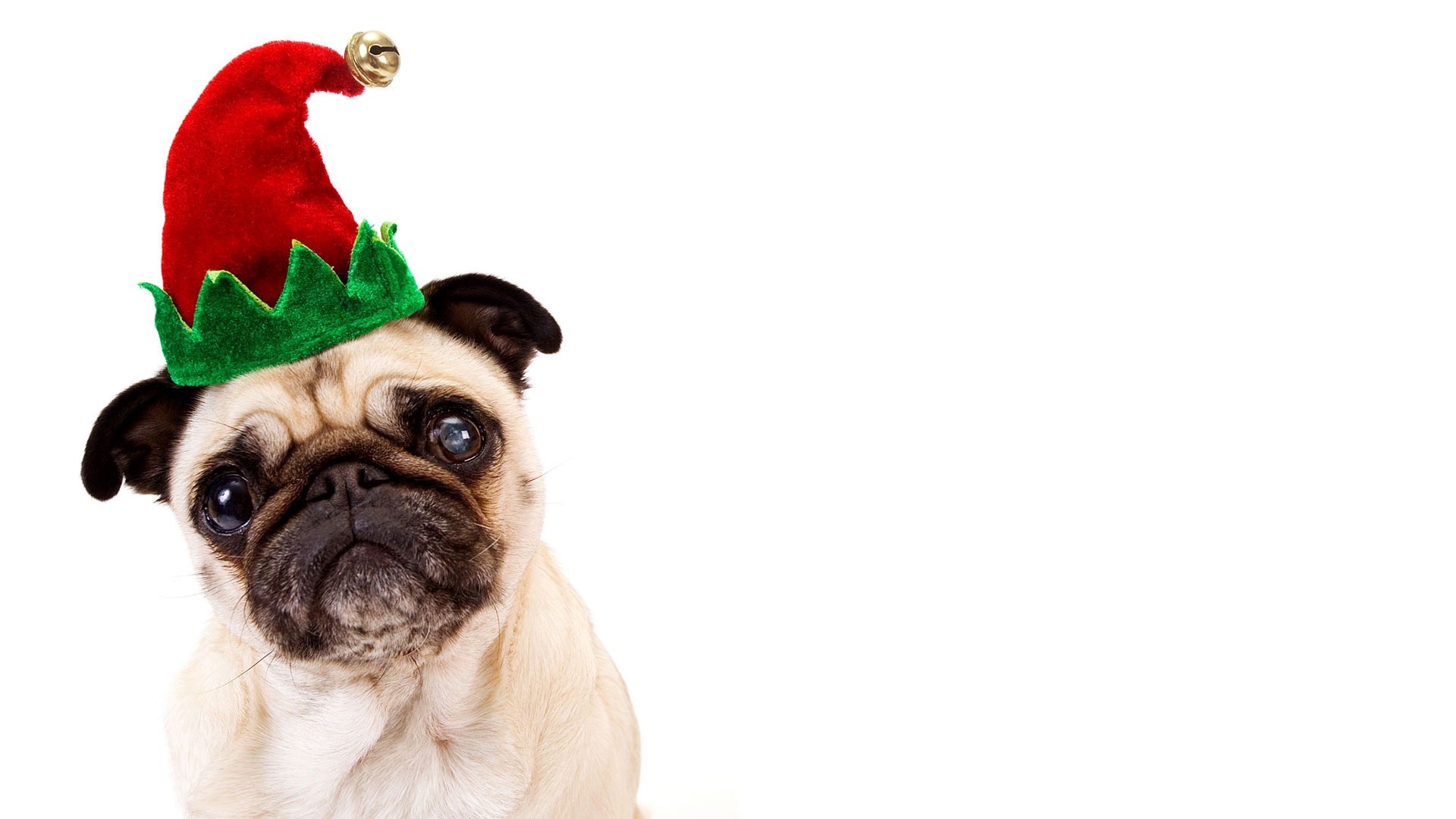 1920x1080 Pugs images Christmas Pug HD wallpaper and background photos