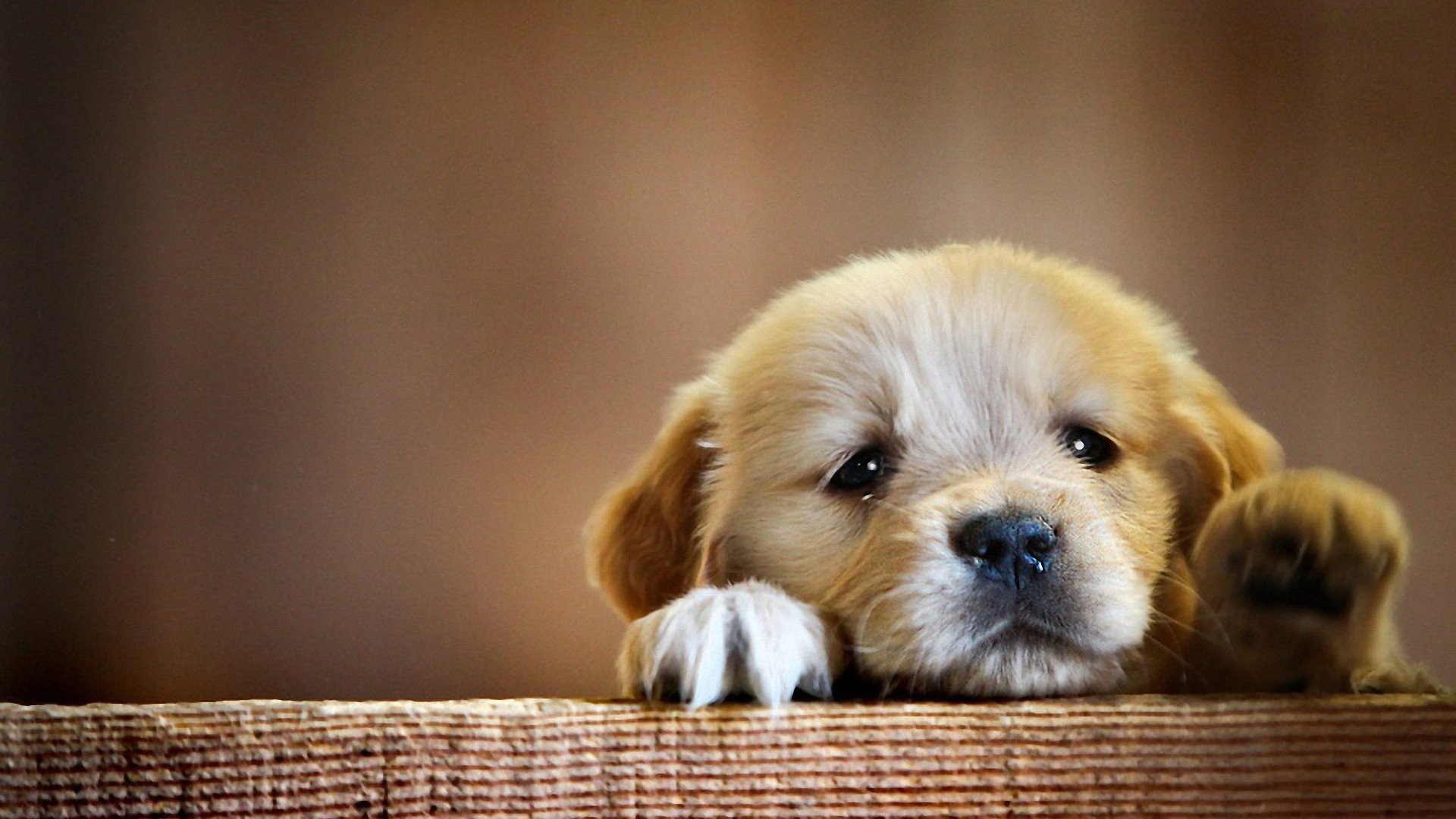 1920x1080 Cute Baby Dog Wallpaper (11 Wallpapers)