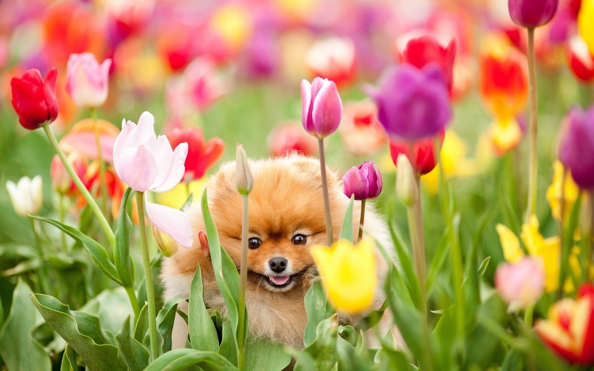 1920x1200 Wallpaper Puppy, Dog, Field, Flowers, Tulips